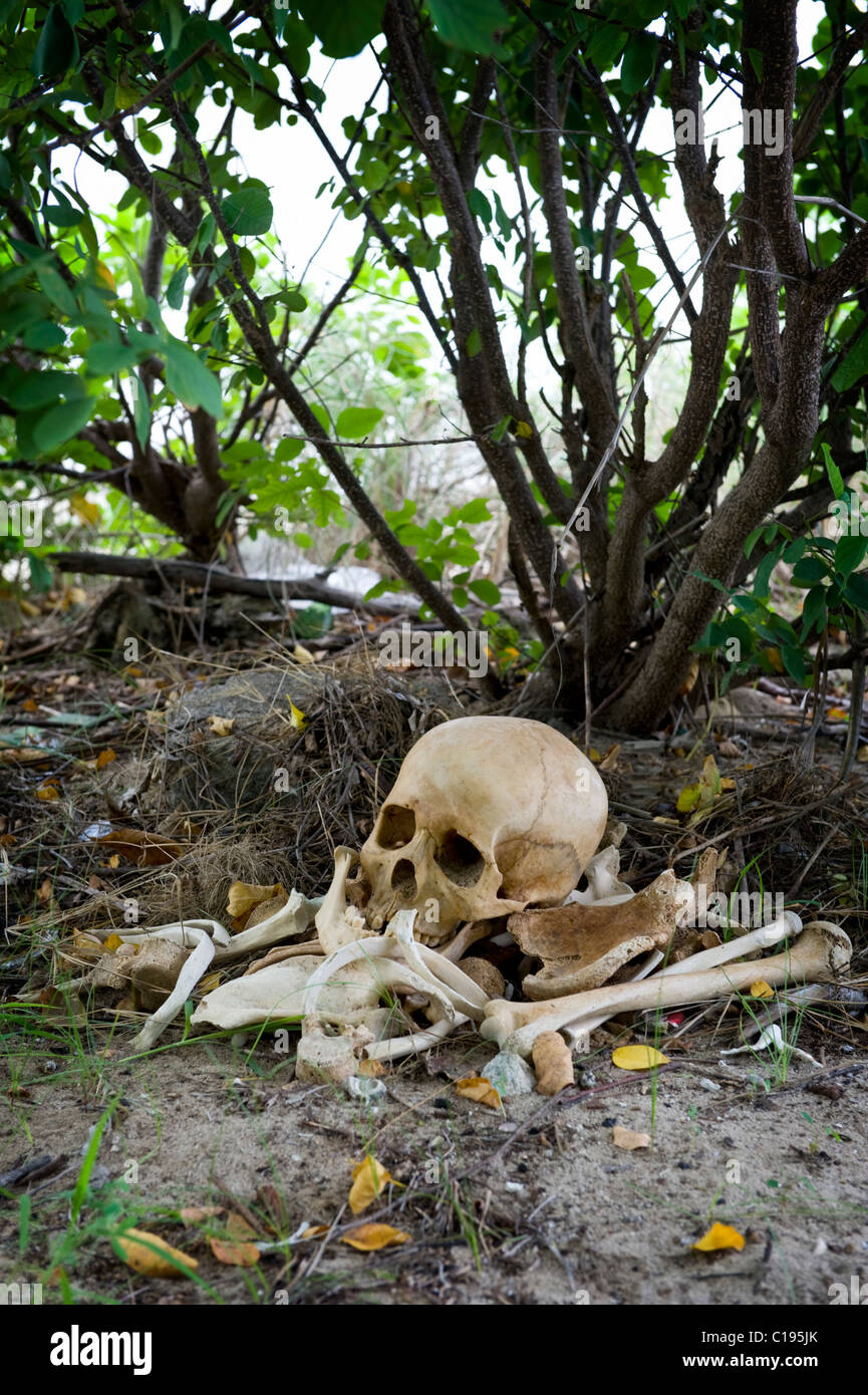 Seen on the uninhabited island called Menjangan Island, a pile of unidentified human bones lay under a tree next to the beach. Stock Photo