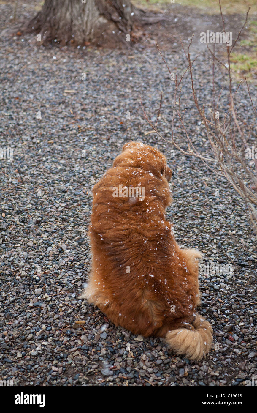 A gold colored dog sitting in a snowstorm Stock Photo