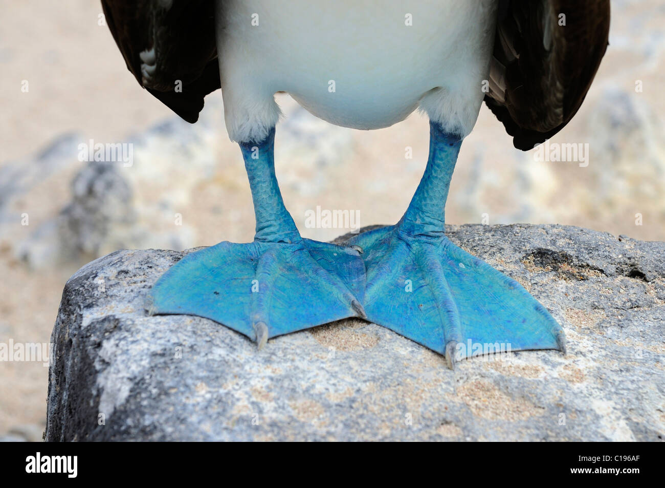 Feet of the Blue-footed Booby (Sula nebouxii), Espanola Island, Galapagos, Ecuador, South America Stock Photo