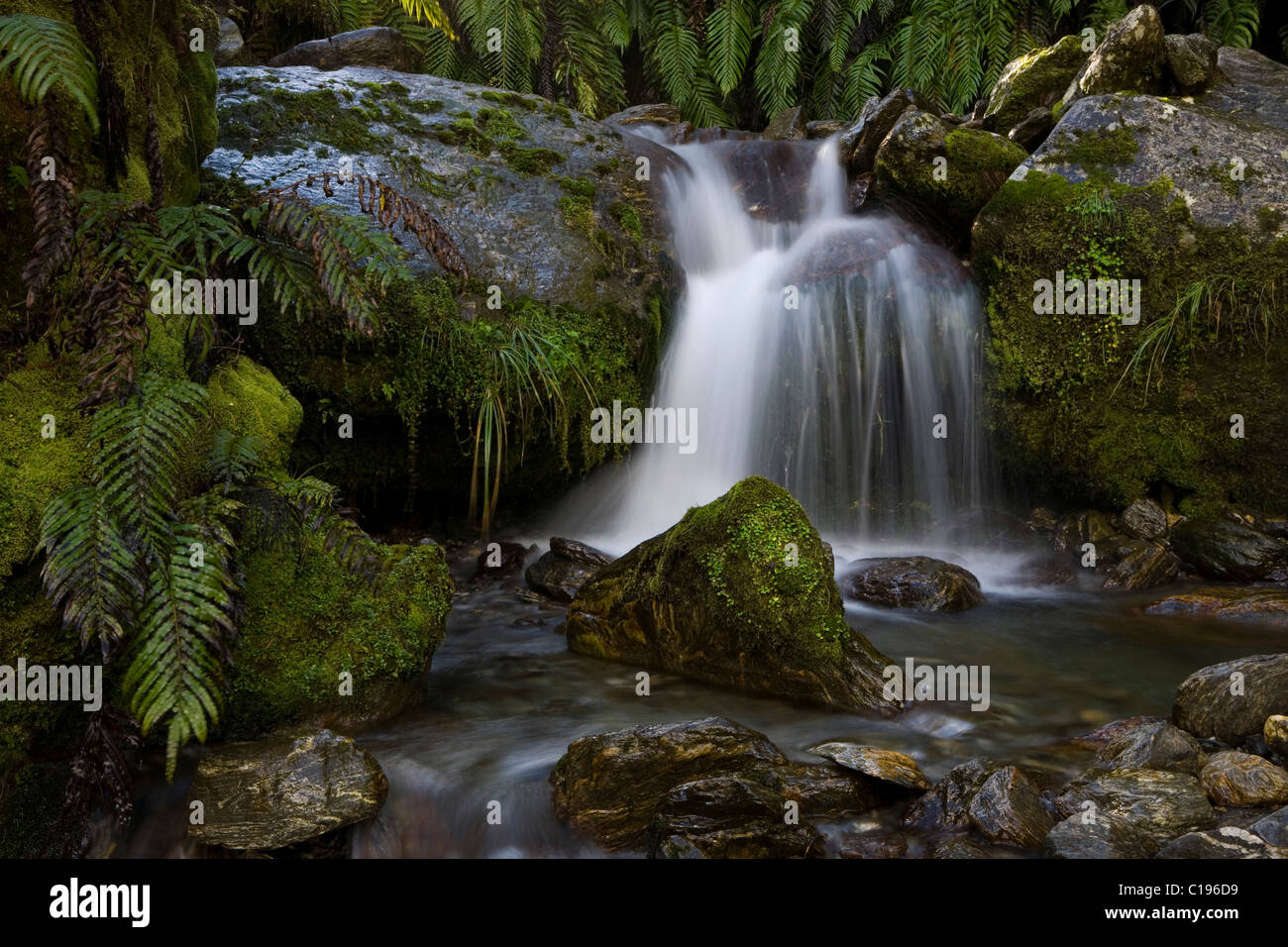 Mountain stream with ferns and moss by the Copland Track, West Coast, South Island, New Zealand Stock Photo
