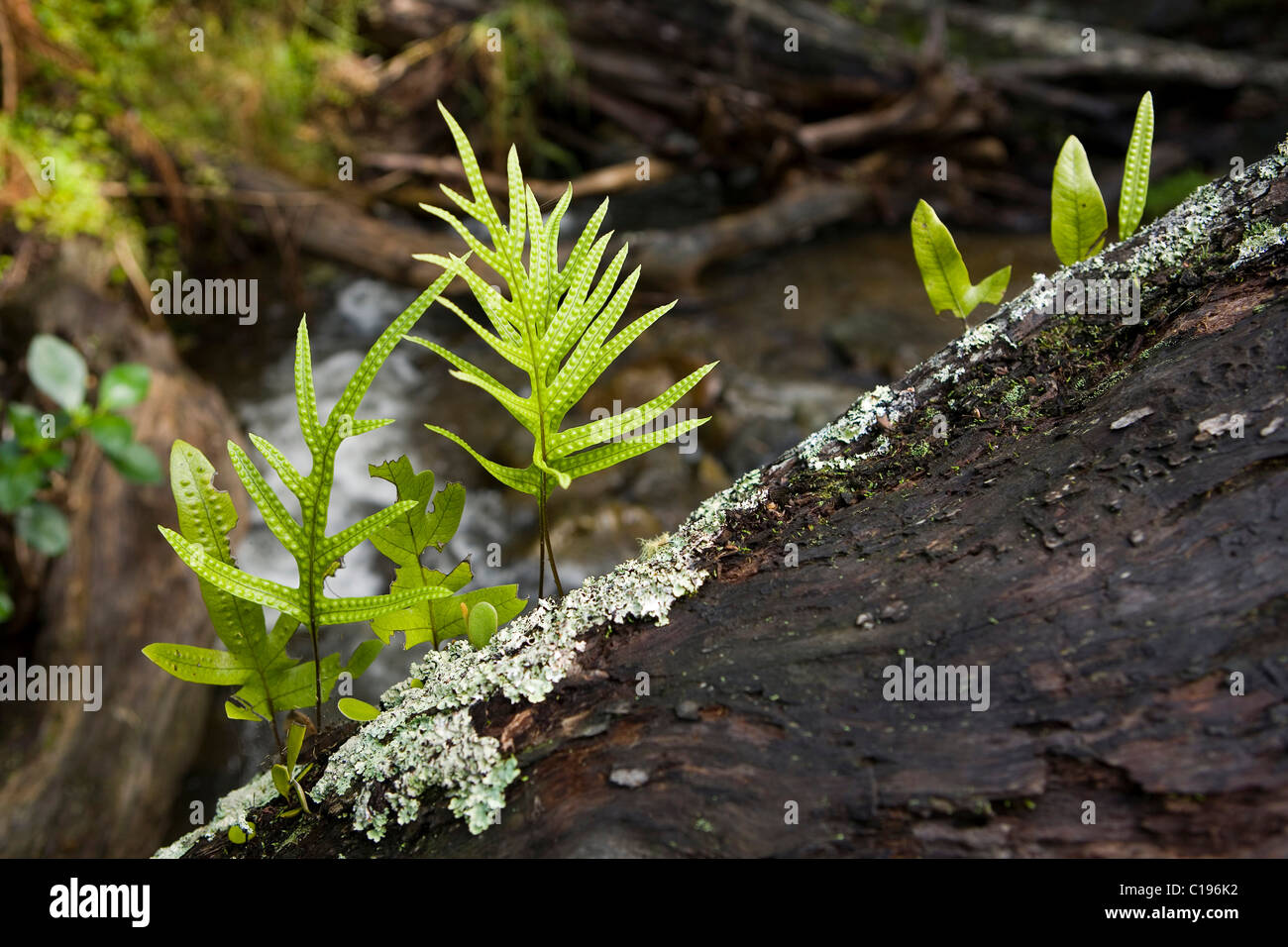 Young saplings on a dead tree, Fantail Bay, Coromandel, North Island