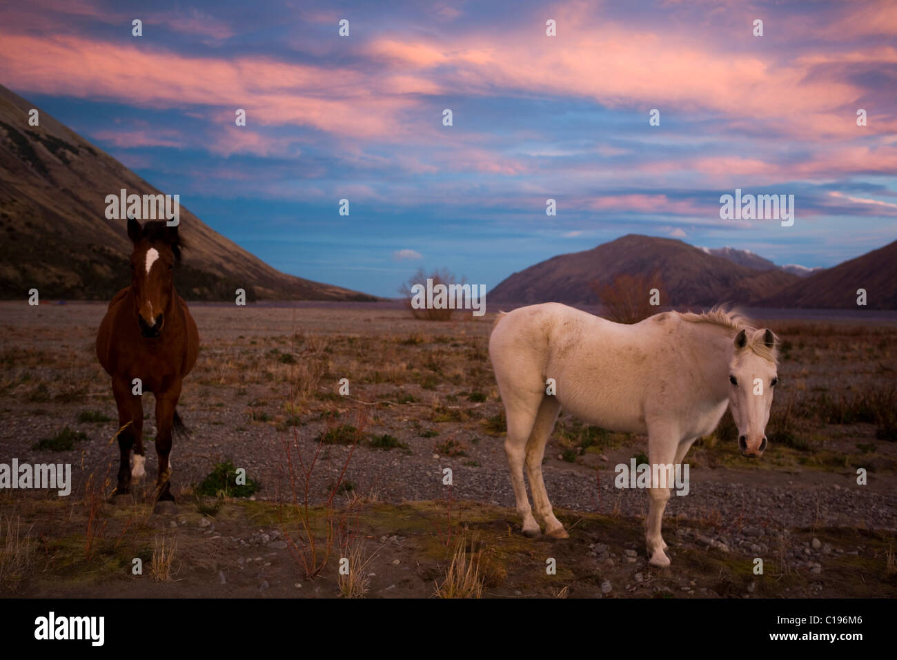 Wild horses at Lake Coleridge at sunset, Canterbury, South Island, New