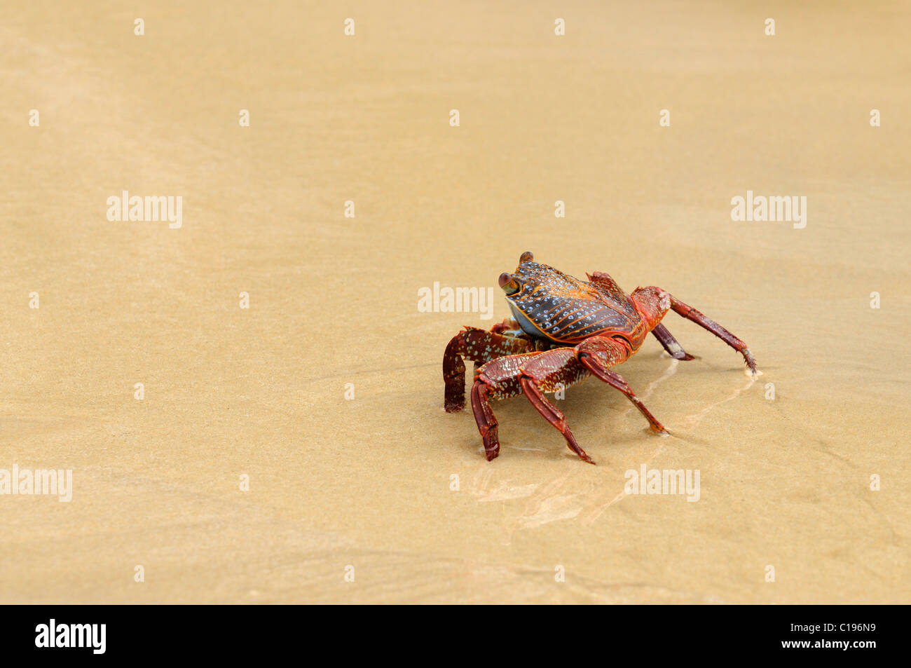 Red Rock Crab (Grapsus grapsus), Española Island, Galapagos, Ecuador, South America Stock Photo