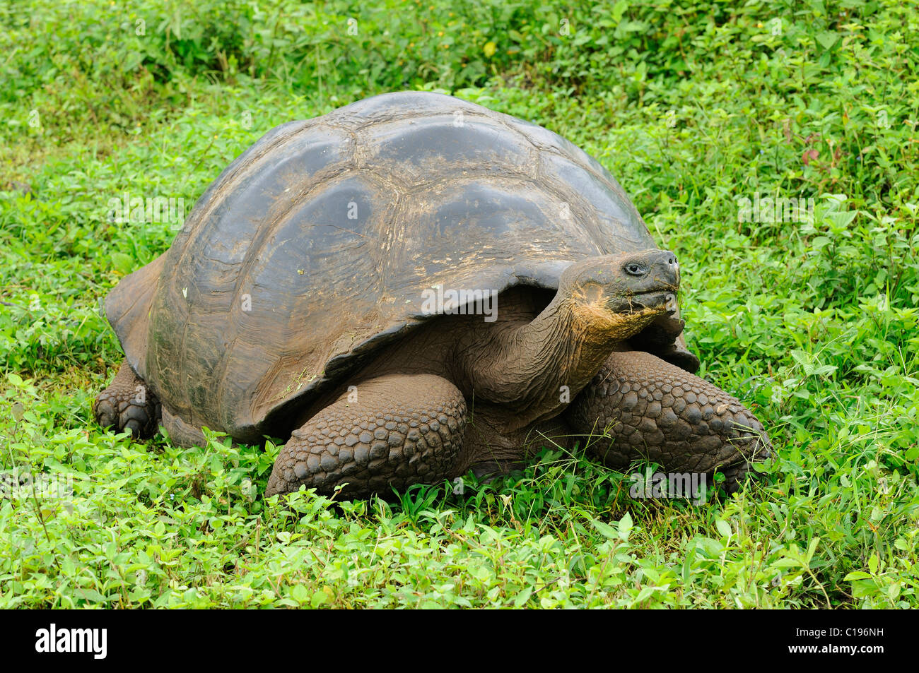 Galapagos Giant Tortoise (Geochelone elephantopus), Galapagos, Ecuador, South America Stock Photo