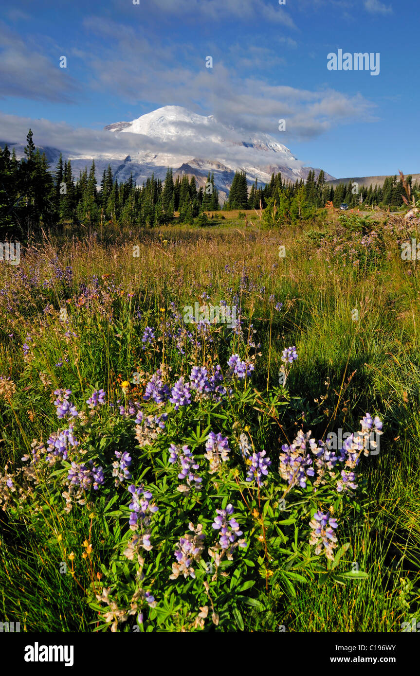 Mount Rainier and field of flowers, Mt. Rainier National Park