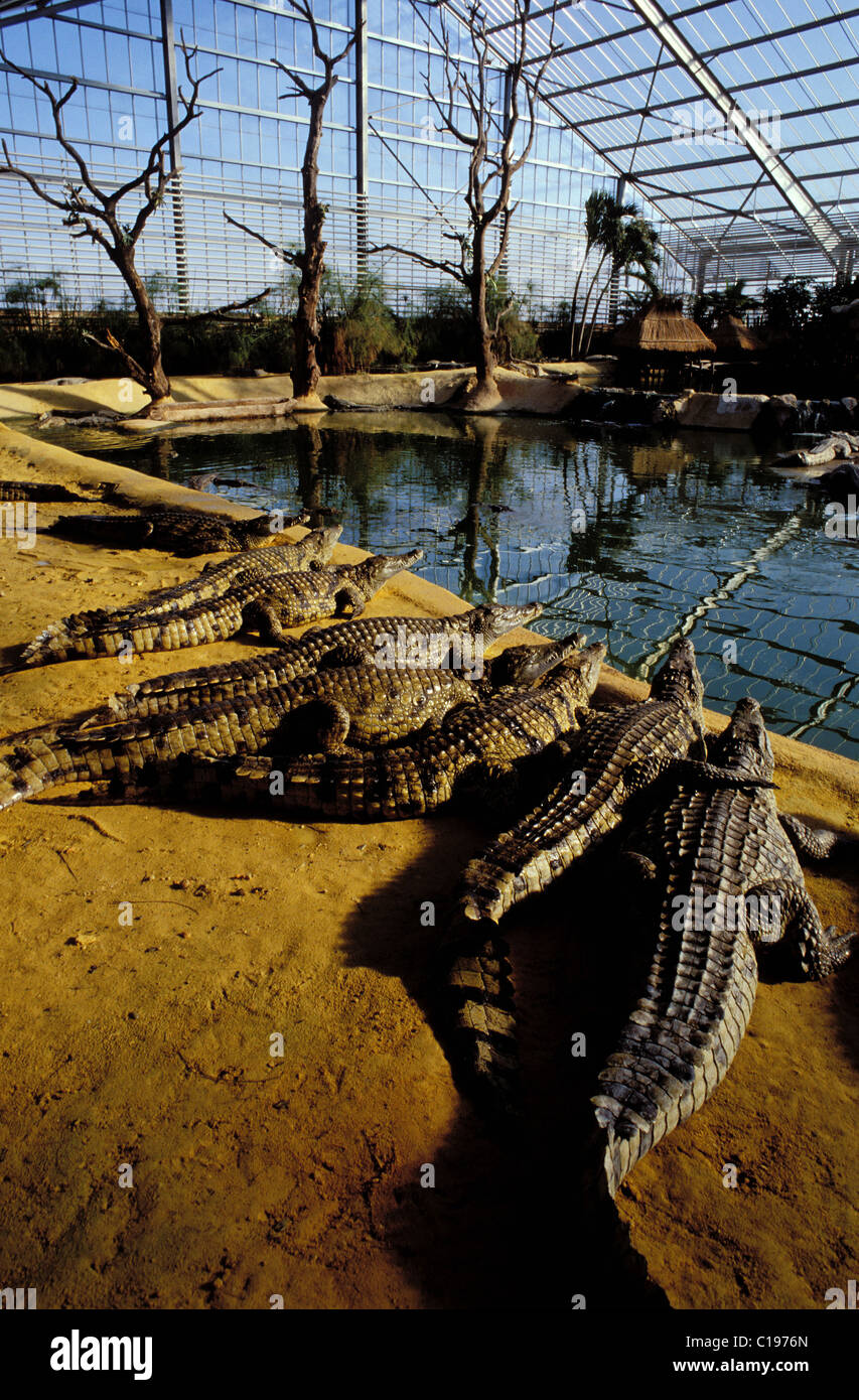 France, Drome, Drome Provencale, Pierrelatte, La Ferme aux crocodiles (Crocodile  Farm), Crocodiles of the Nile Stock Photo - Alamy