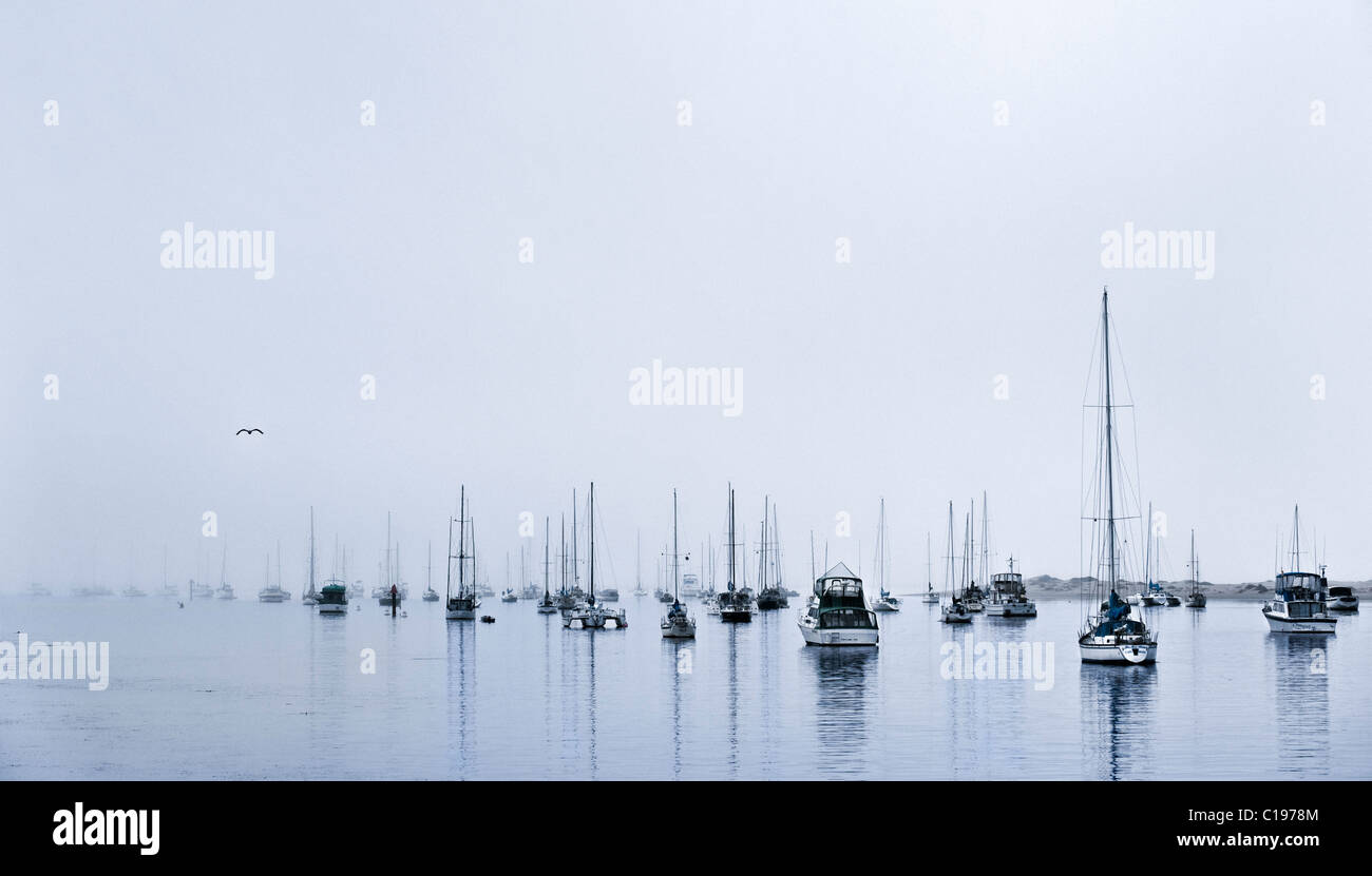 Boats anchored in harbor, Moro Bay, California, USA, North America Stock Photo