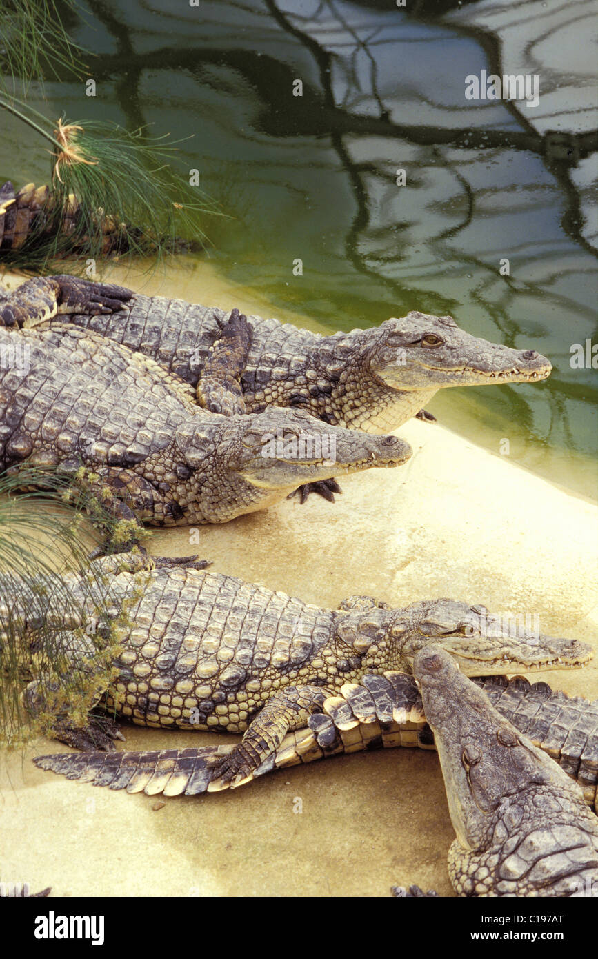 France, Drome, Drome Provencale, Pierrelatte, La Ferme aux crocodiles (Crocodile  Farm), Crocodiles of the Nile Stock Photo - Alamy