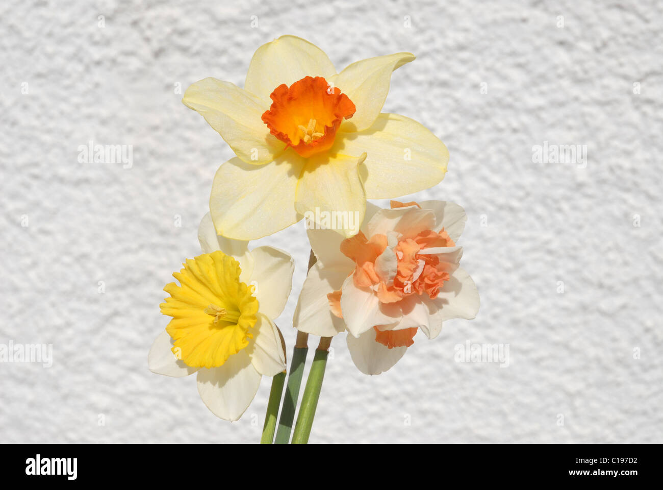 3 daffodils Stock Photo