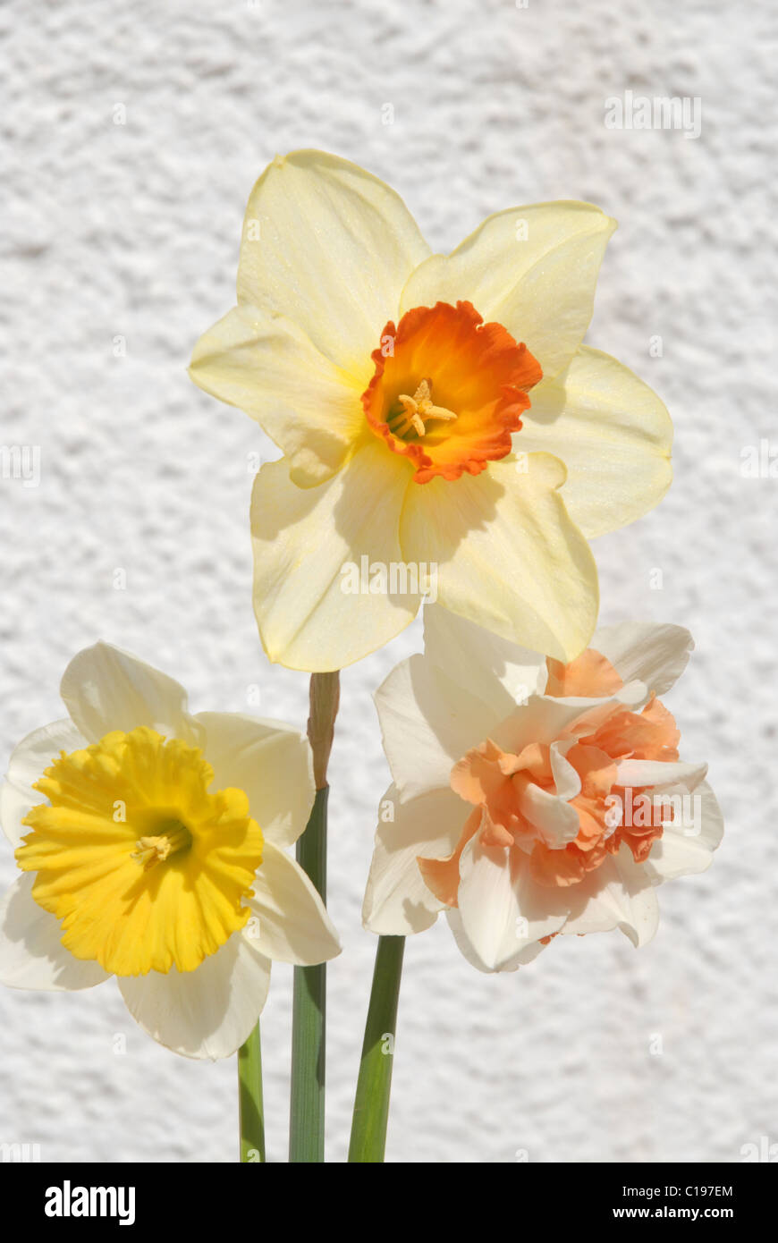 3 daffodils Stock Photo