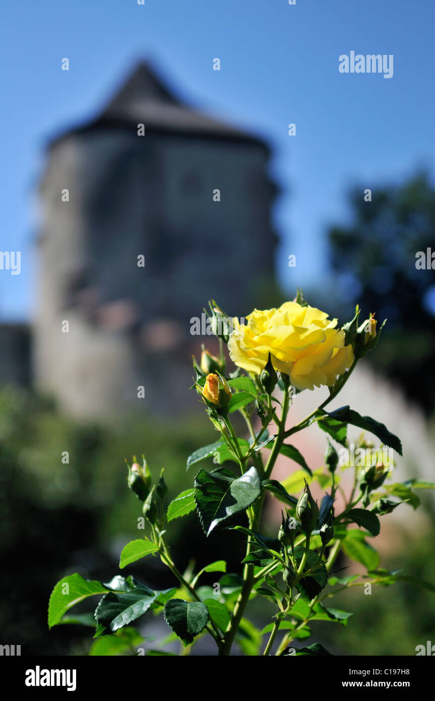 Yellow rose in front of the watch tower, Burghausen Castle, Upper Bavaria, Bavaria, Germany, Europe Stock Photo