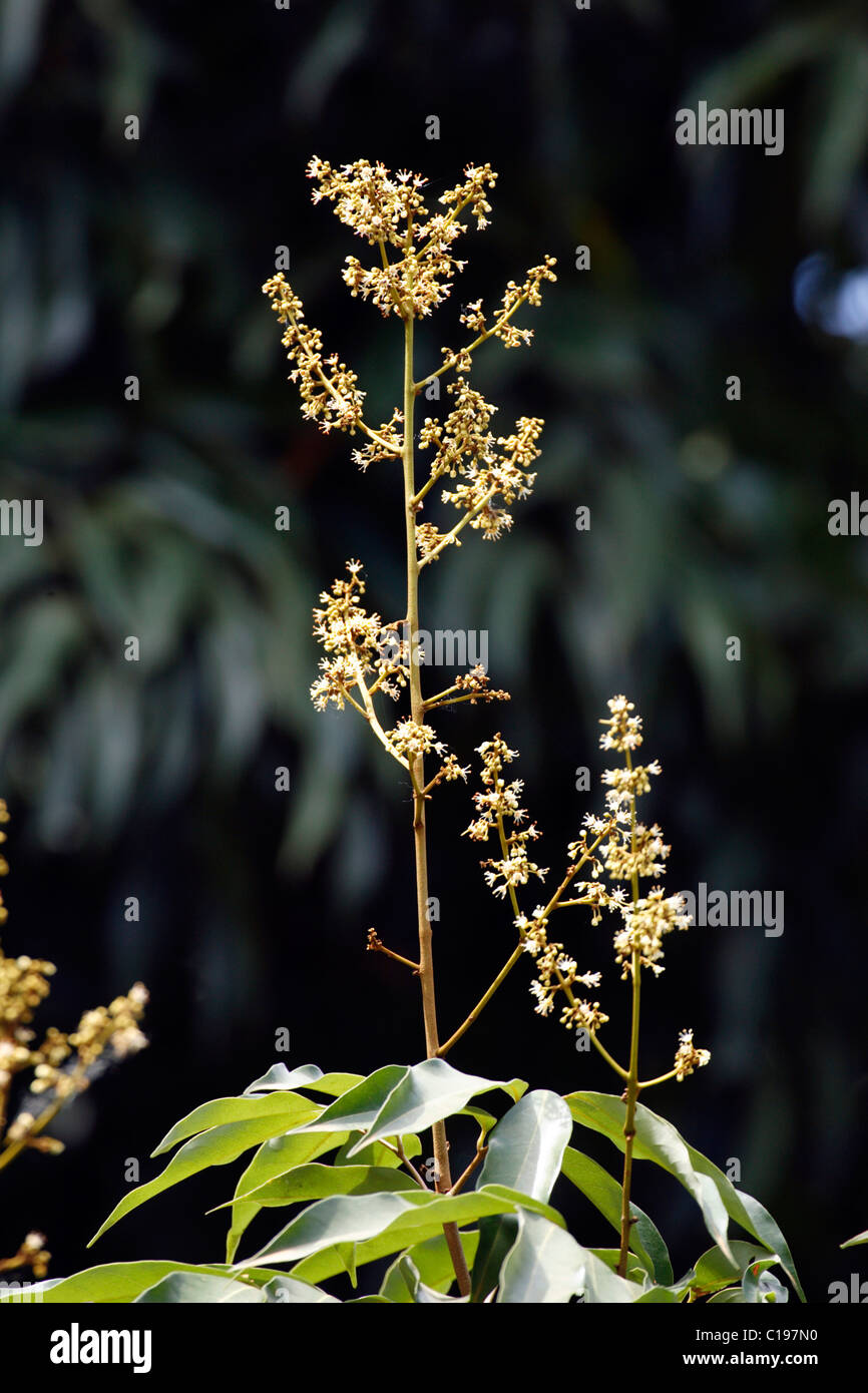 Lychee also spelled Litchi (Litchi chinensis), flowers, Madagascar
