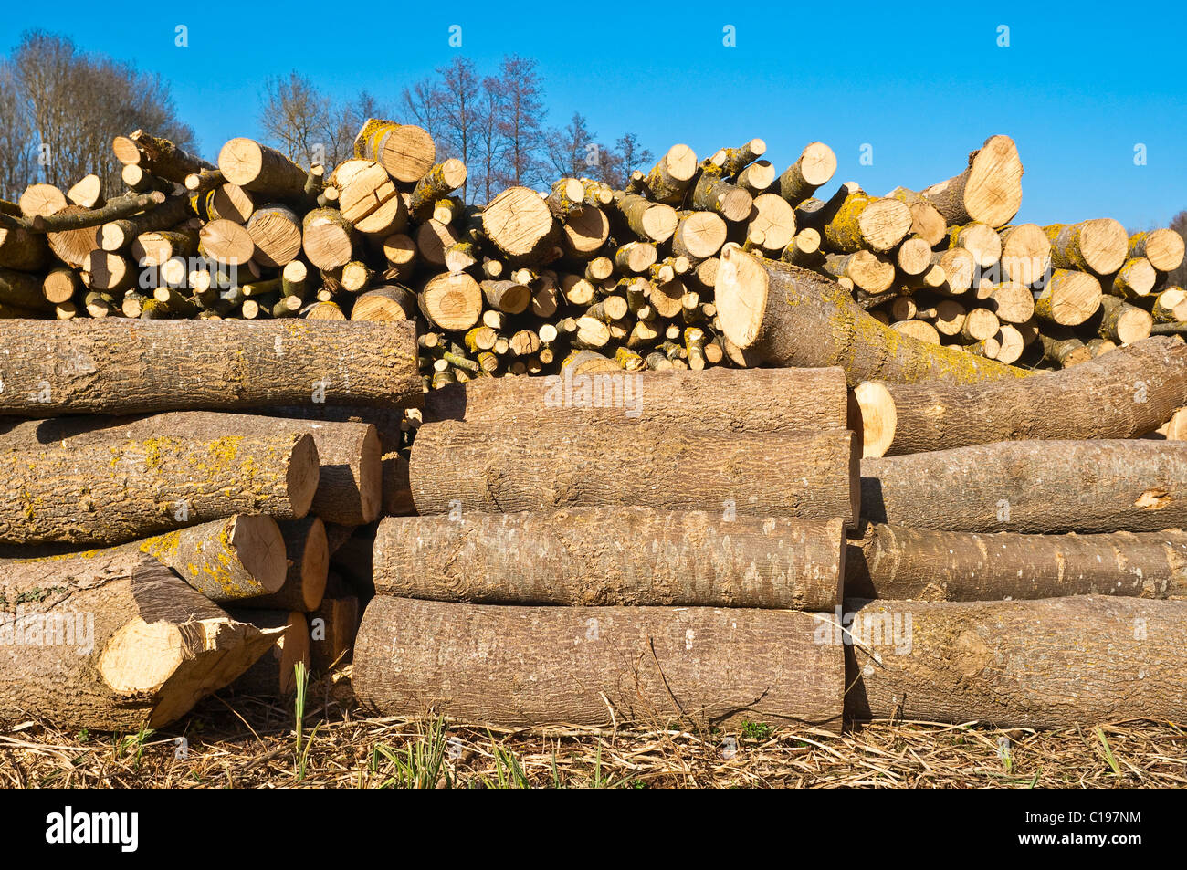 Stacked Poplar tree logs for firewood France Stock Photo Alamy