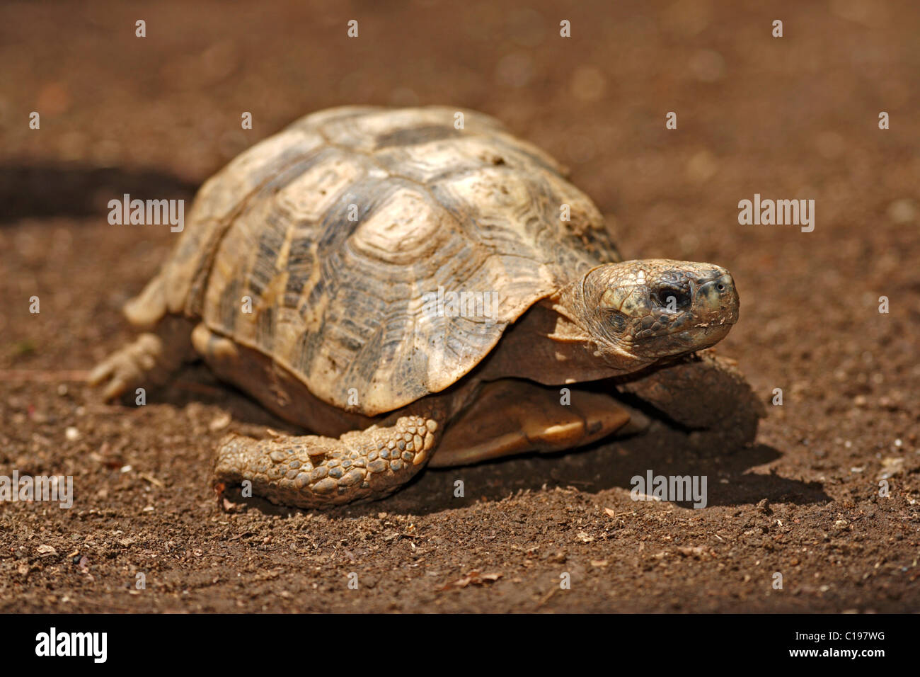 Flat-backed Spider Tortoise, Flat-shelled Spider Tortoise, or Stock Photo -  Alamy