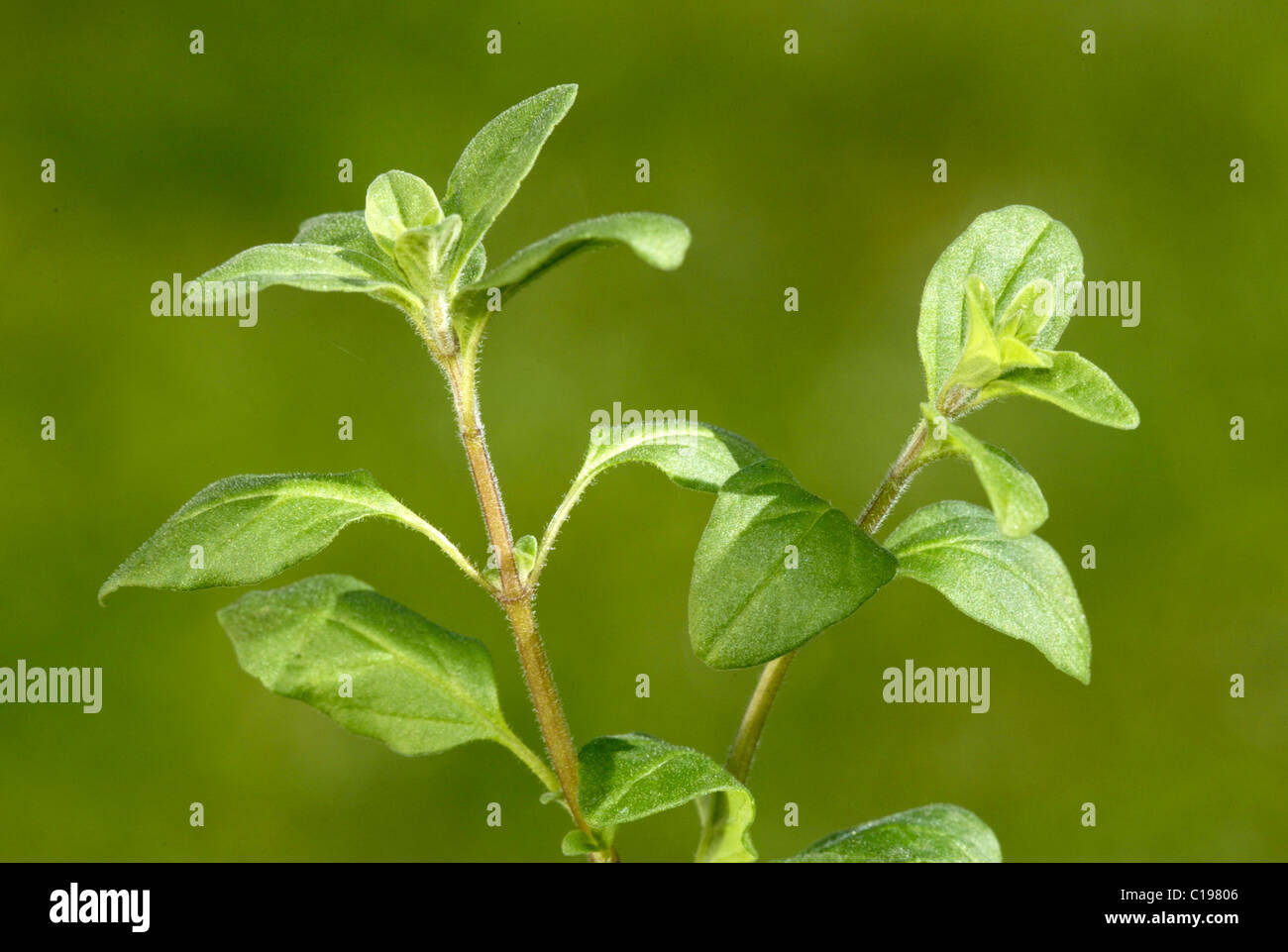 Marjoram (Origanum majorana), leaves, Heddesheim, Germany Stock Photo