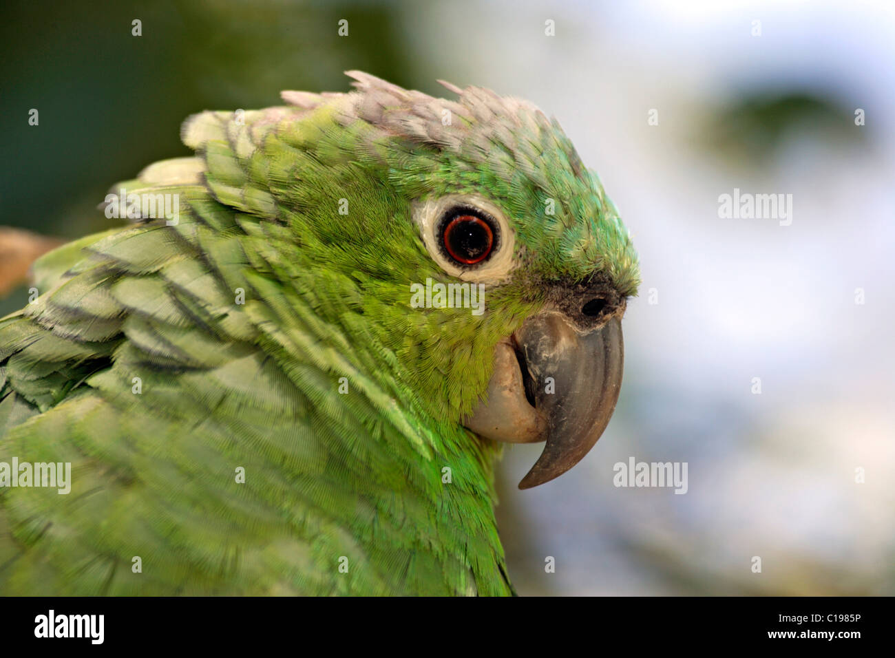 Mealy Amazon or Mealy Parrot (Amazona farinosa), adult, portrait, Roatan, Honduras, Central America Stock Photo