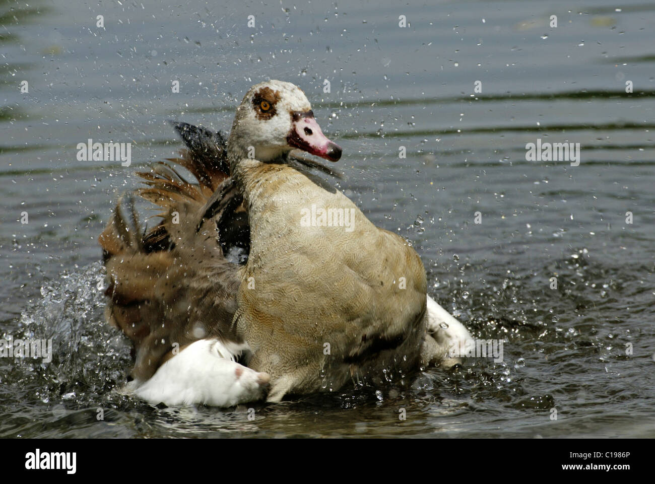 Egyptian Goose (Alopochen aegyptiacus), adult washing its feathers, Africa Stock Photo