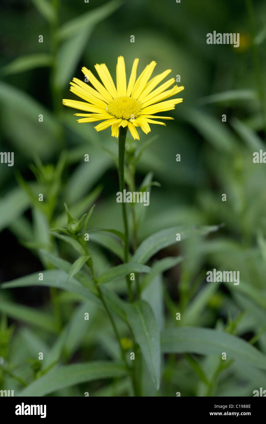 Yellow Ox-eye (Buphthalmum salicifolium), flower, Heddesheim, Germany Stock Photo