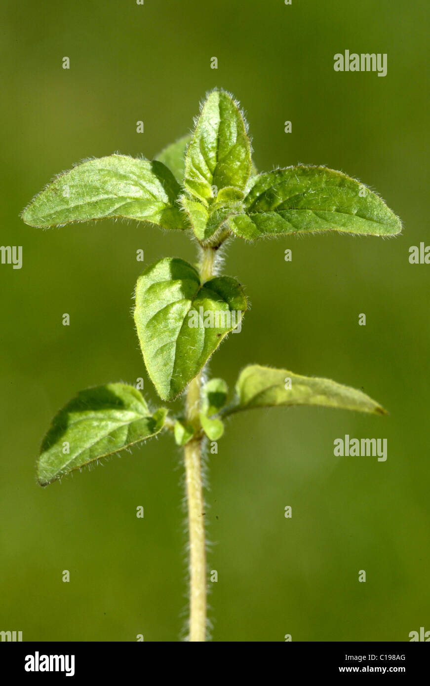 Oregano or Pot Marjoram (Origanum vulgare) leaves Stock Photo Alamy