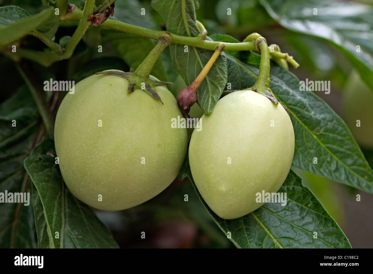 Melon Pear (Solanum muricatum), fruit, Ellerstadt, Germany Stock Photo