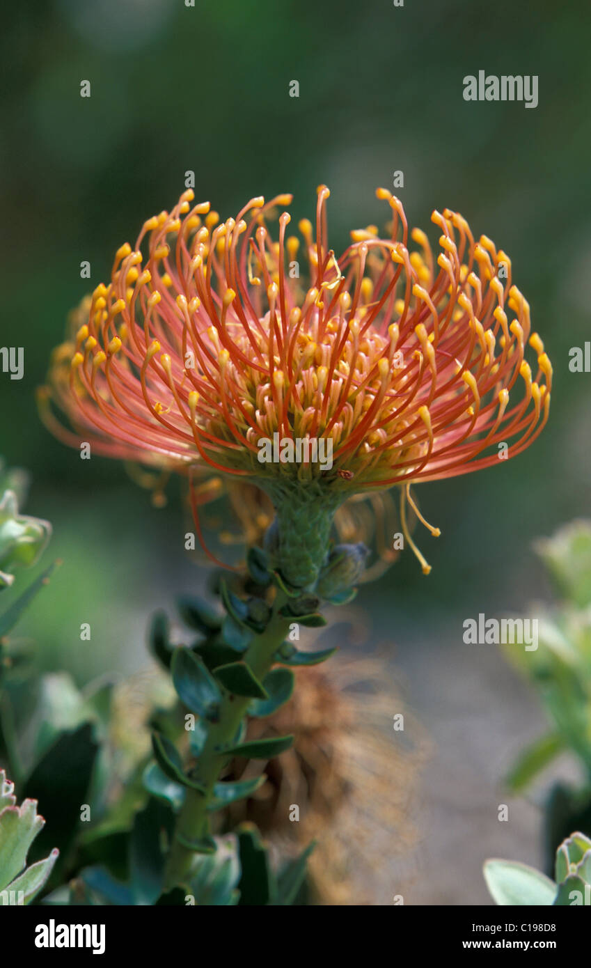 Pincushion (Leucospermum spec.) flower, Protea, South Africa Stock