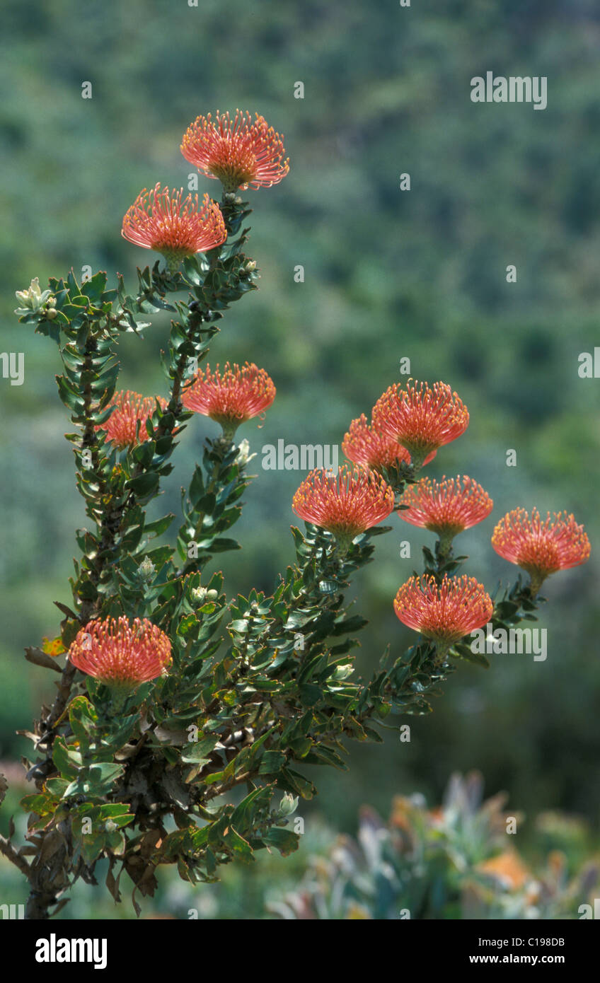 Pincushion (Leucospermum spec.) flower, Protea, South Africa Stock