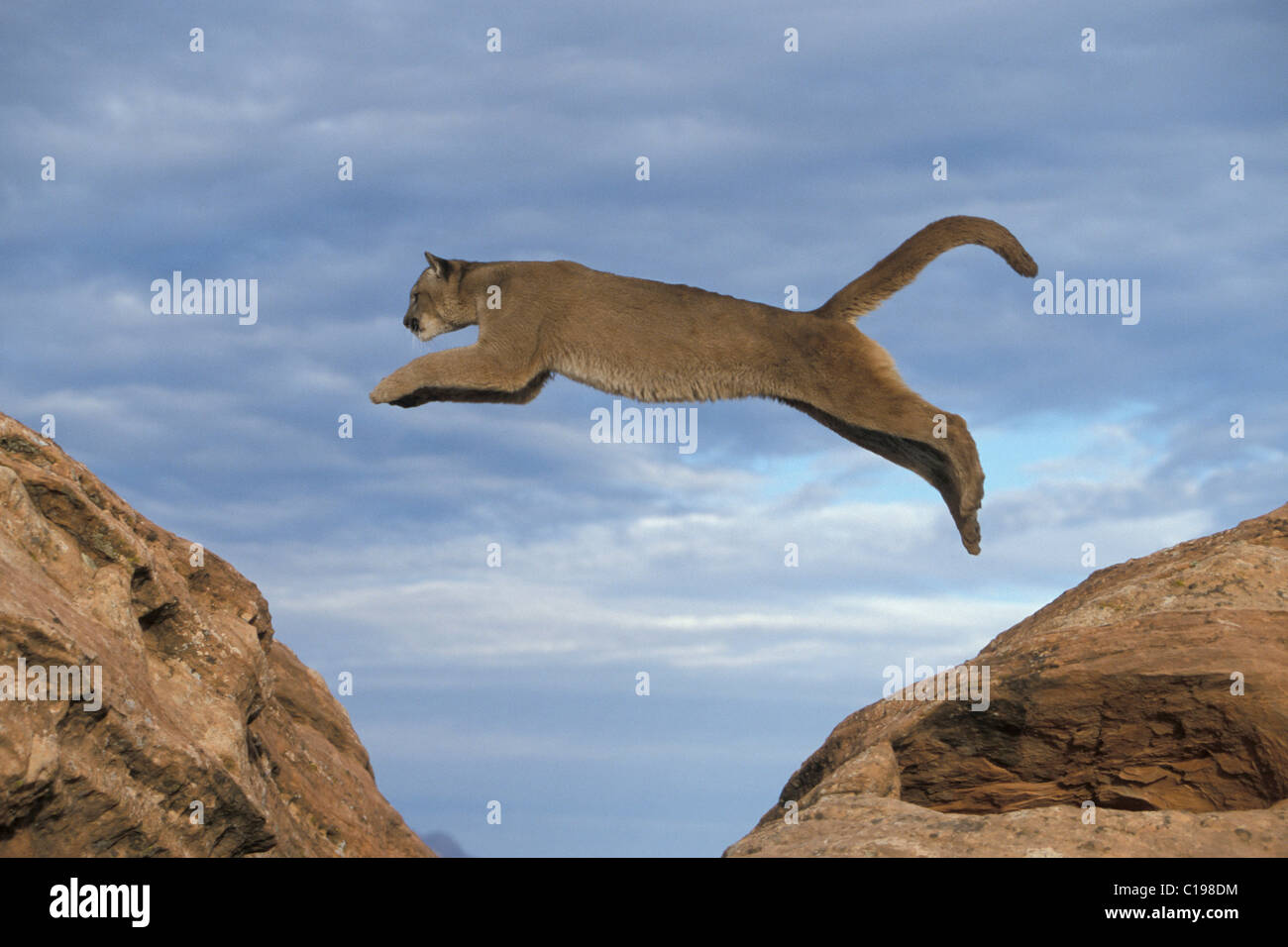 Cougar or Puma (Puma concolor), adult leaping between rocks, Utah, USA,  North America Stock Photo - Alamy