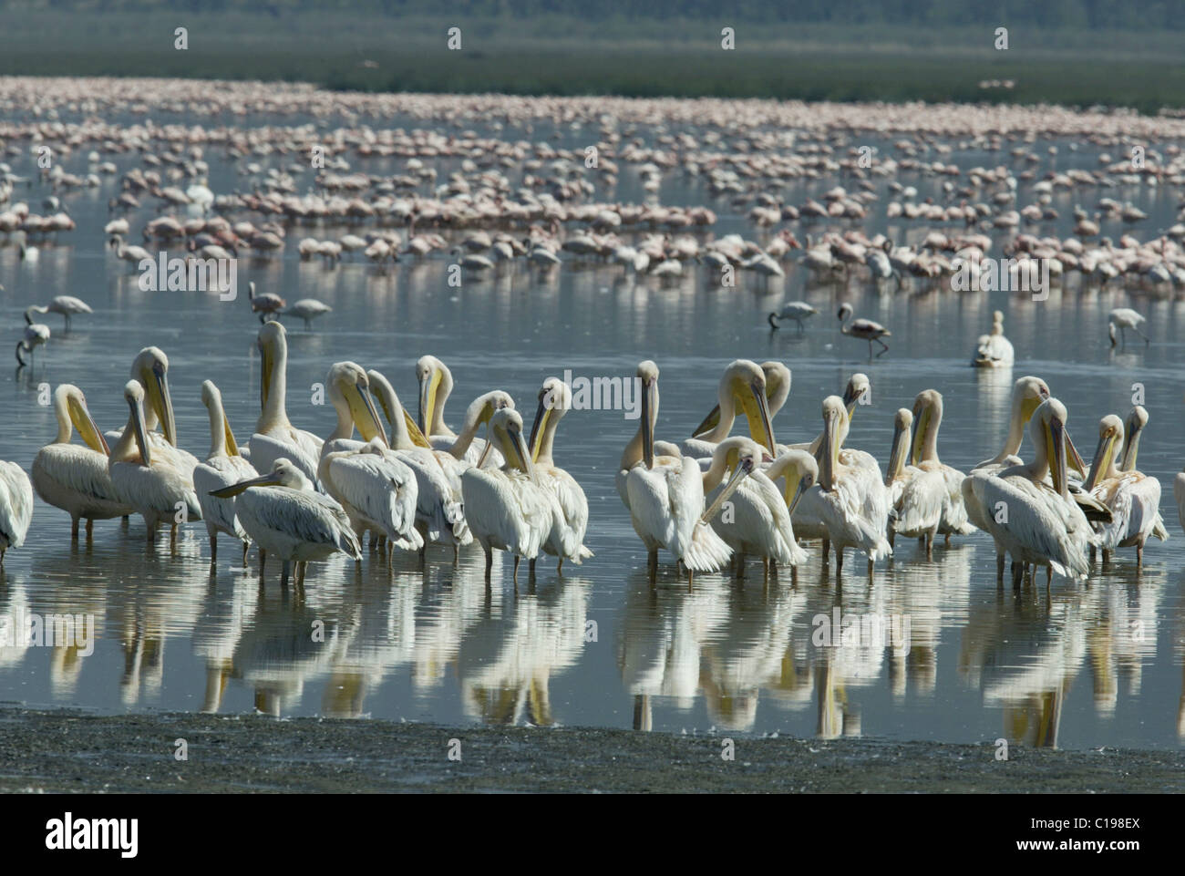 Flock of Great White Pelicans (Pelecanus onocrotalus), Lake Nakuru, Kenya, Africa Stock Photo