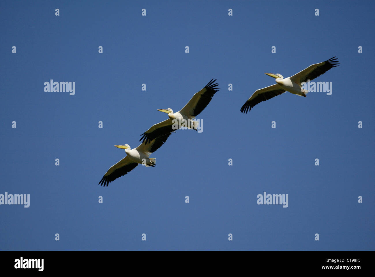 White Pelican, or Eastern White Pelican, or Great White Pelican (Pelecanus onocrotalus), flock of flying adults, Lake Nakuru Stock Photo