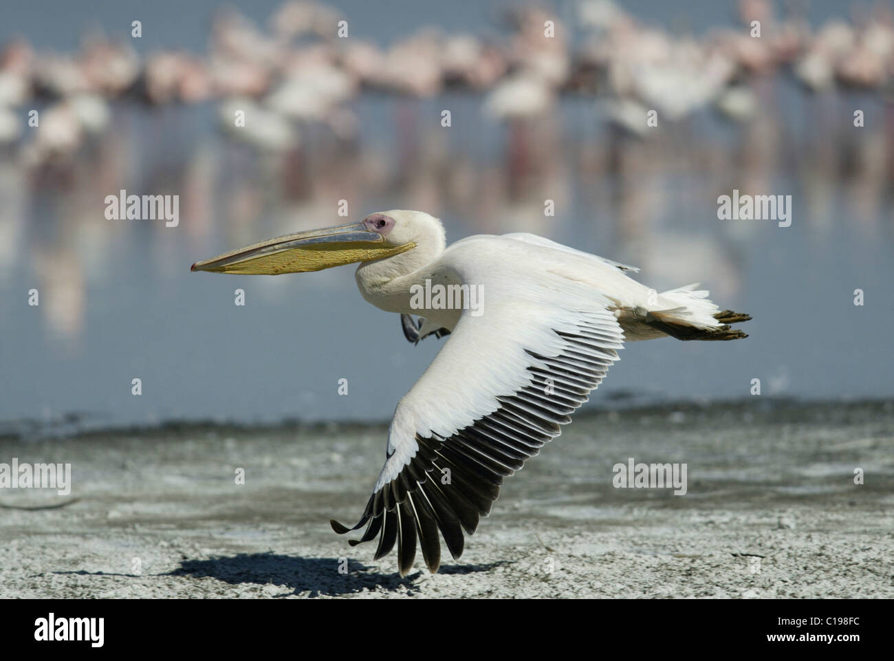 White Pelican, or Eastern White Pelican, or Great White Pelican (Pelecanus onocrotalus), adult flying low over the ground Stock Photo