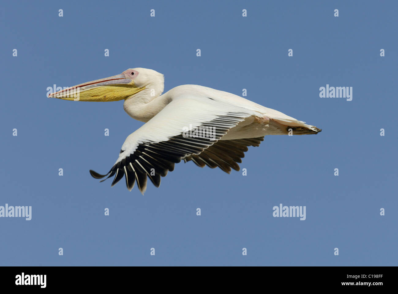 White Pelican, or Eastern White Pelican, or Great White Pelican (Pelecanus onocrotalus), flying adult, Lake Nakuru, Kenya Stock Photo