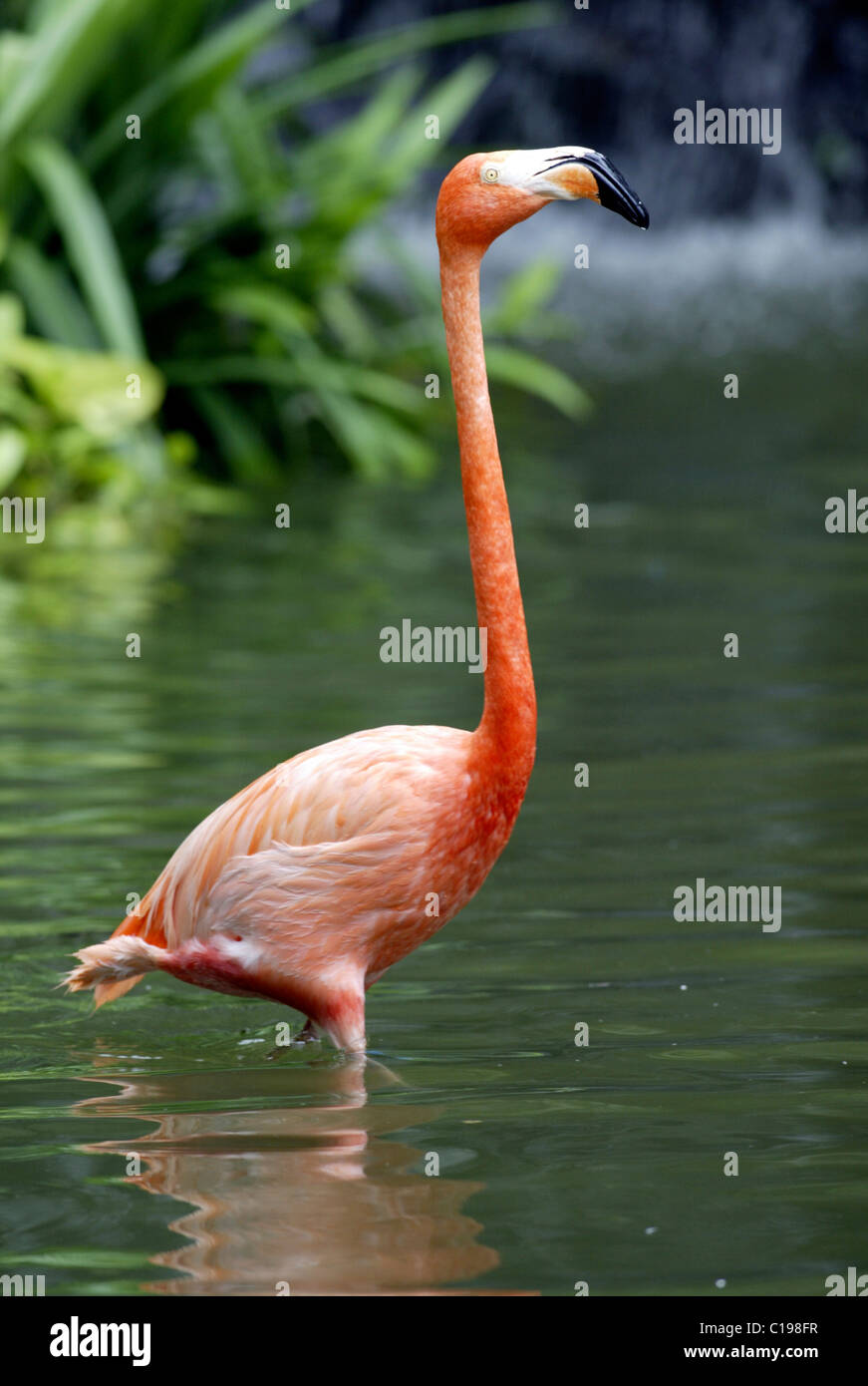 American Flamingo or Caribbean Flamingo (Phoenicopterus ruber ruber), adult, found in the Caribbean, South America Stock Photo