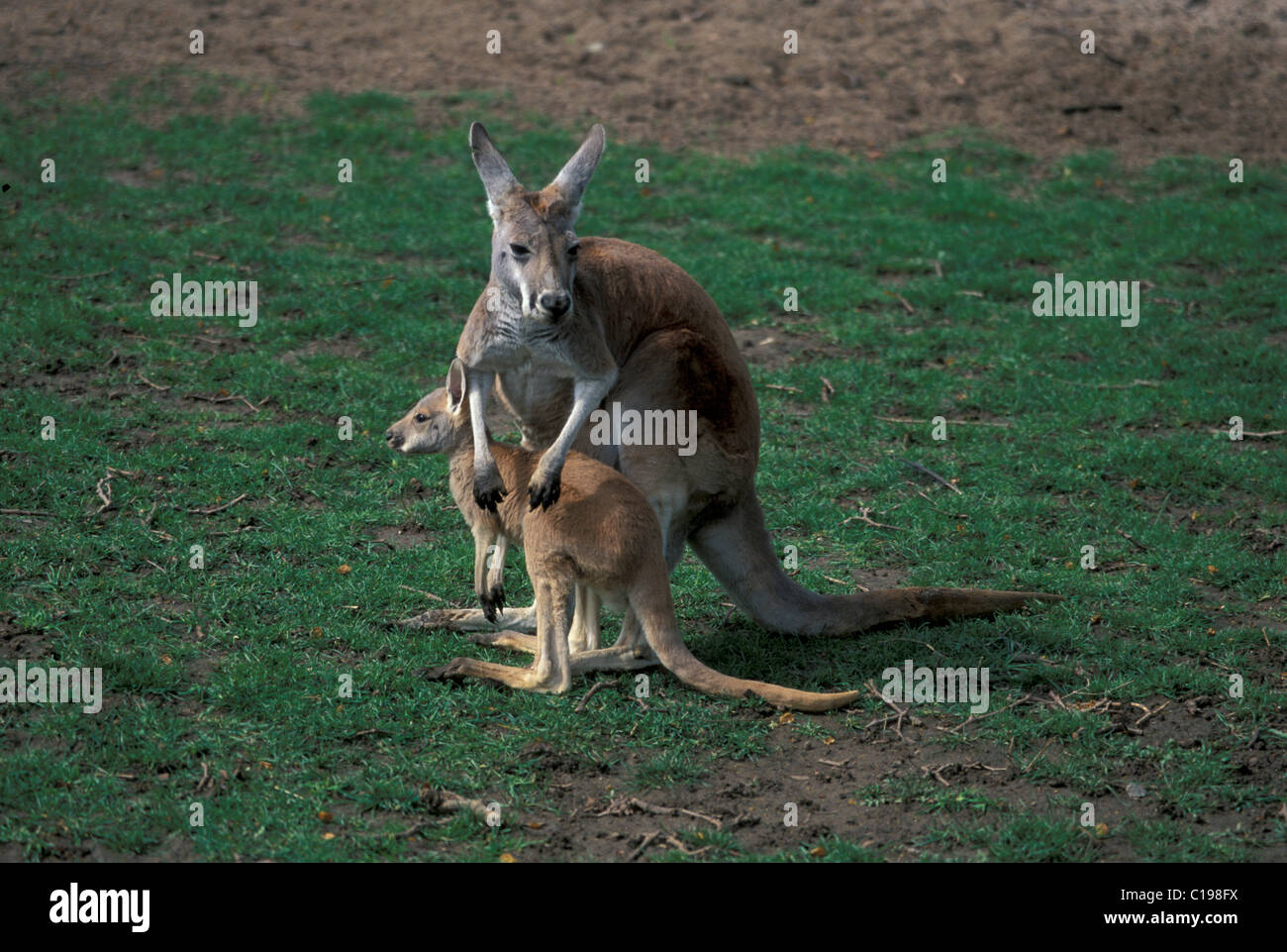Red Kangaroo (Macropus rufus), adult and joey found in Australia Stock Photo - Alamy Red Kangaroo (Macropus rufus), adult and joey found in Australia Stock Photo - Alamy