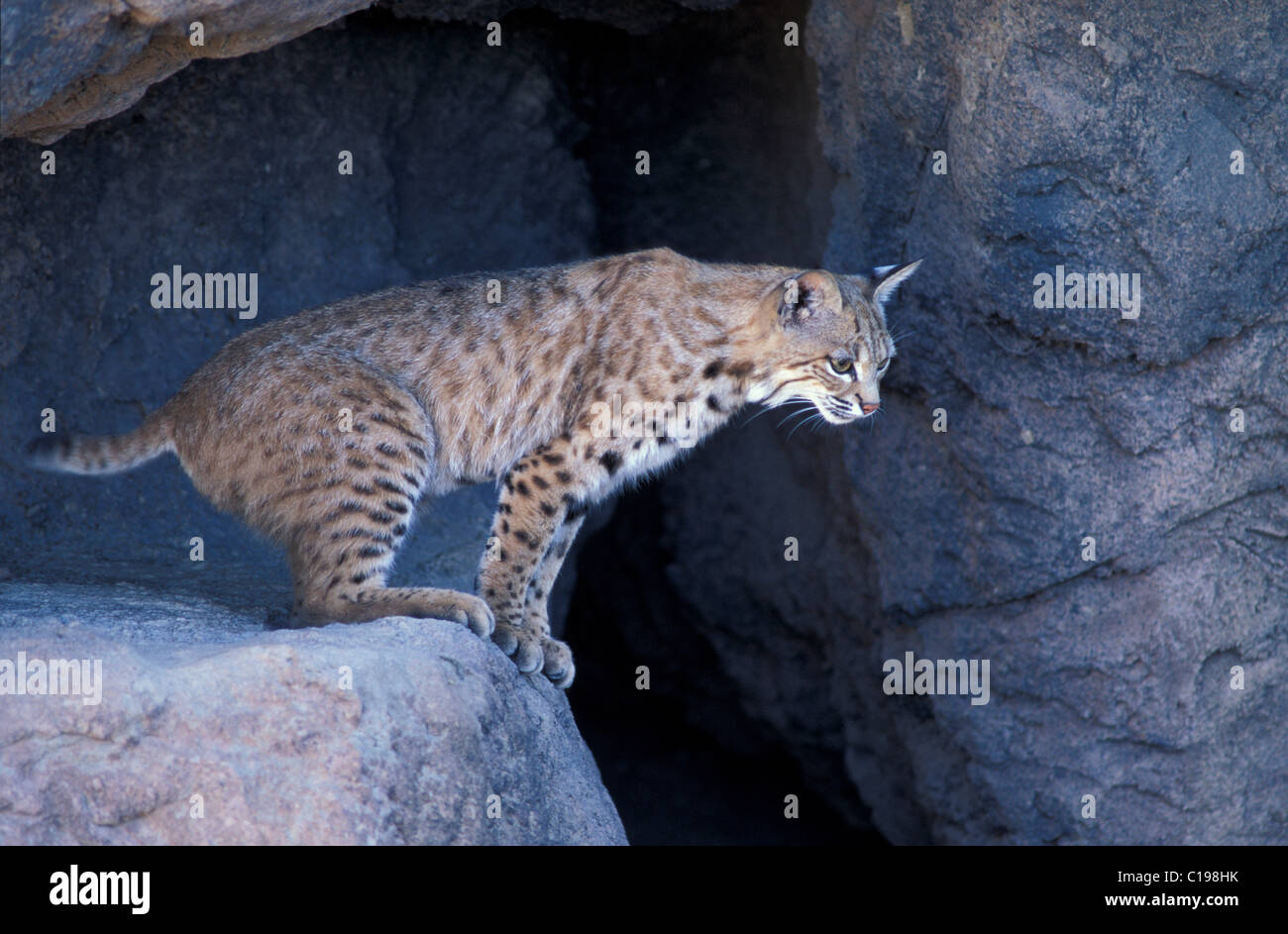 Bobcat (Lynx rufus), adult on a rock, Utah, USA, North America Stock Photo Alamy
