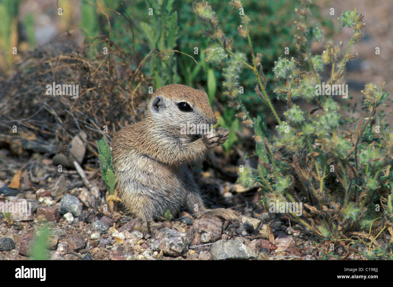 Roundtailed Ground Squirrel (Citellus tereticaudus), young eating
