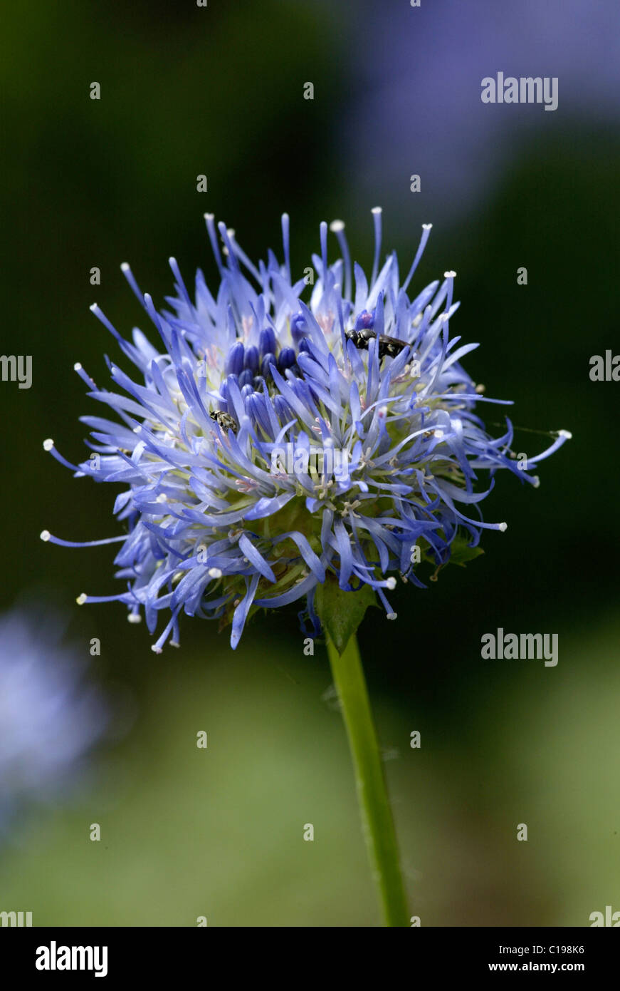 Sheep's Bit Blue Light, or Sheep's Bit Purple Light (Jasione laevis), flower, Heddesheim, Germany Stock Photo