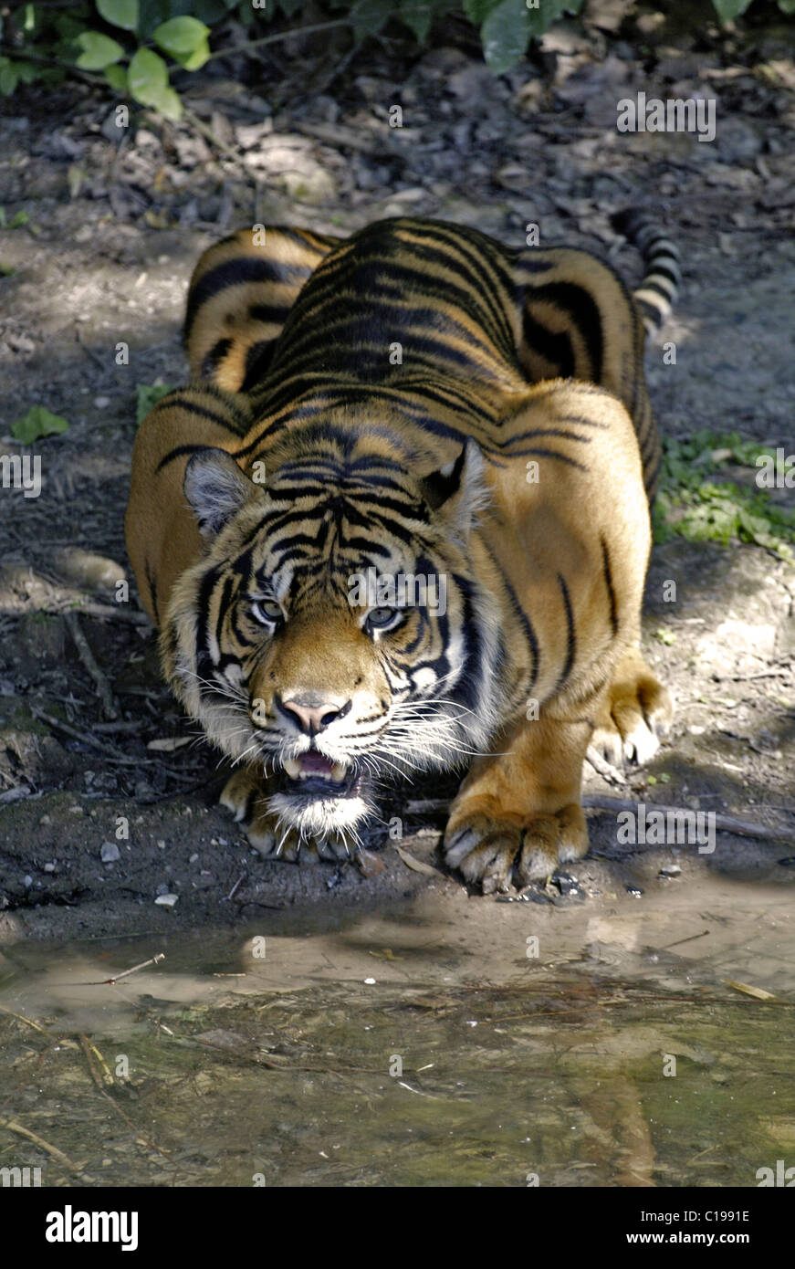 Sumatran Tiger (Panthera tigris sumatrae), adult, by the water, Sumatra, Asia Stock Photo