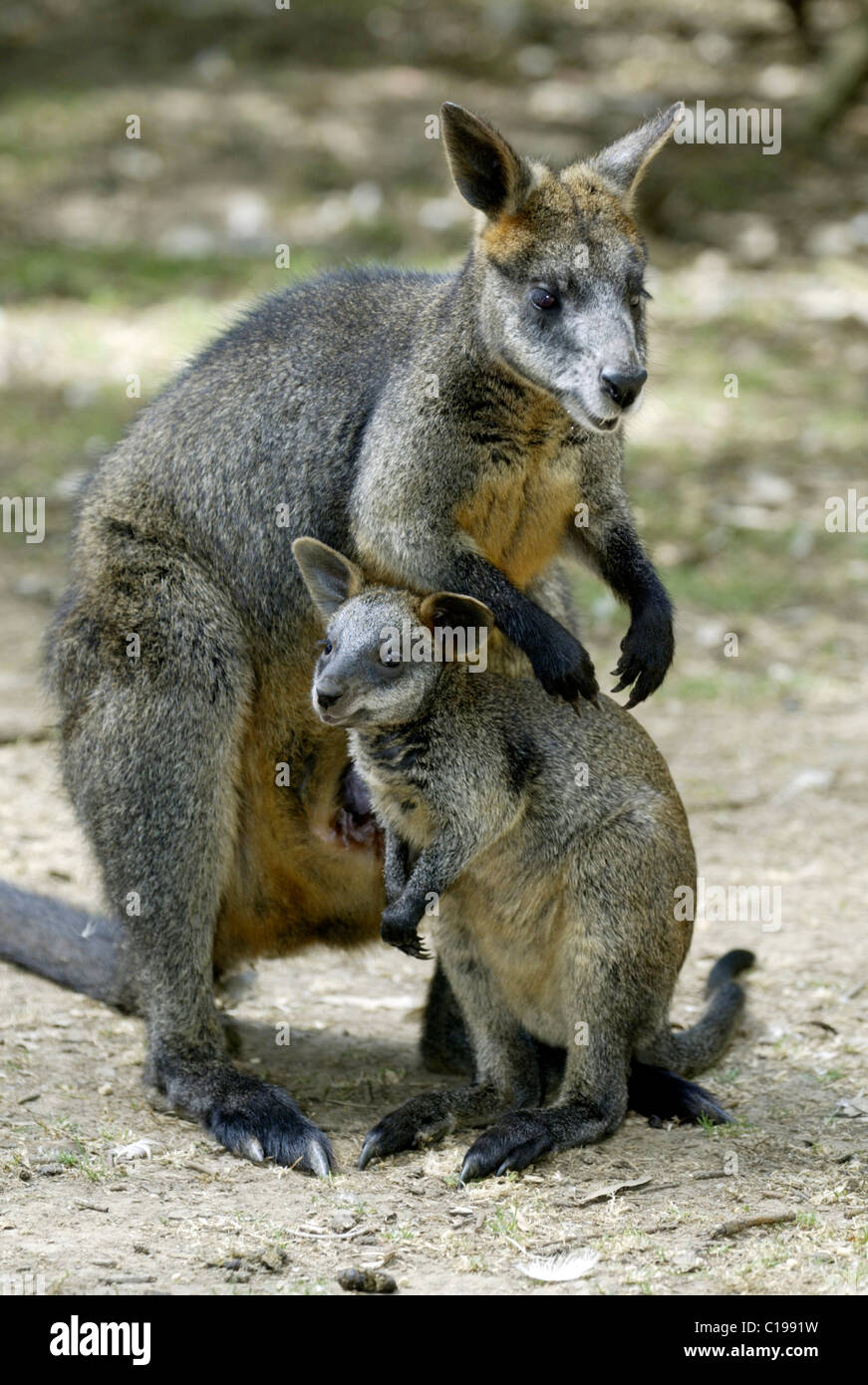Swamp Wallaby (Wallabia bicolor), adult, female, with young animal, Australia Stock Photo