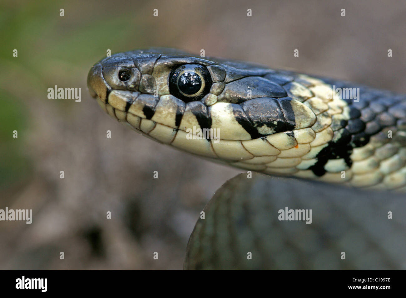 Grass Snake, Ringed Snake or Water Snake (Natrix natrix) Stock Photo