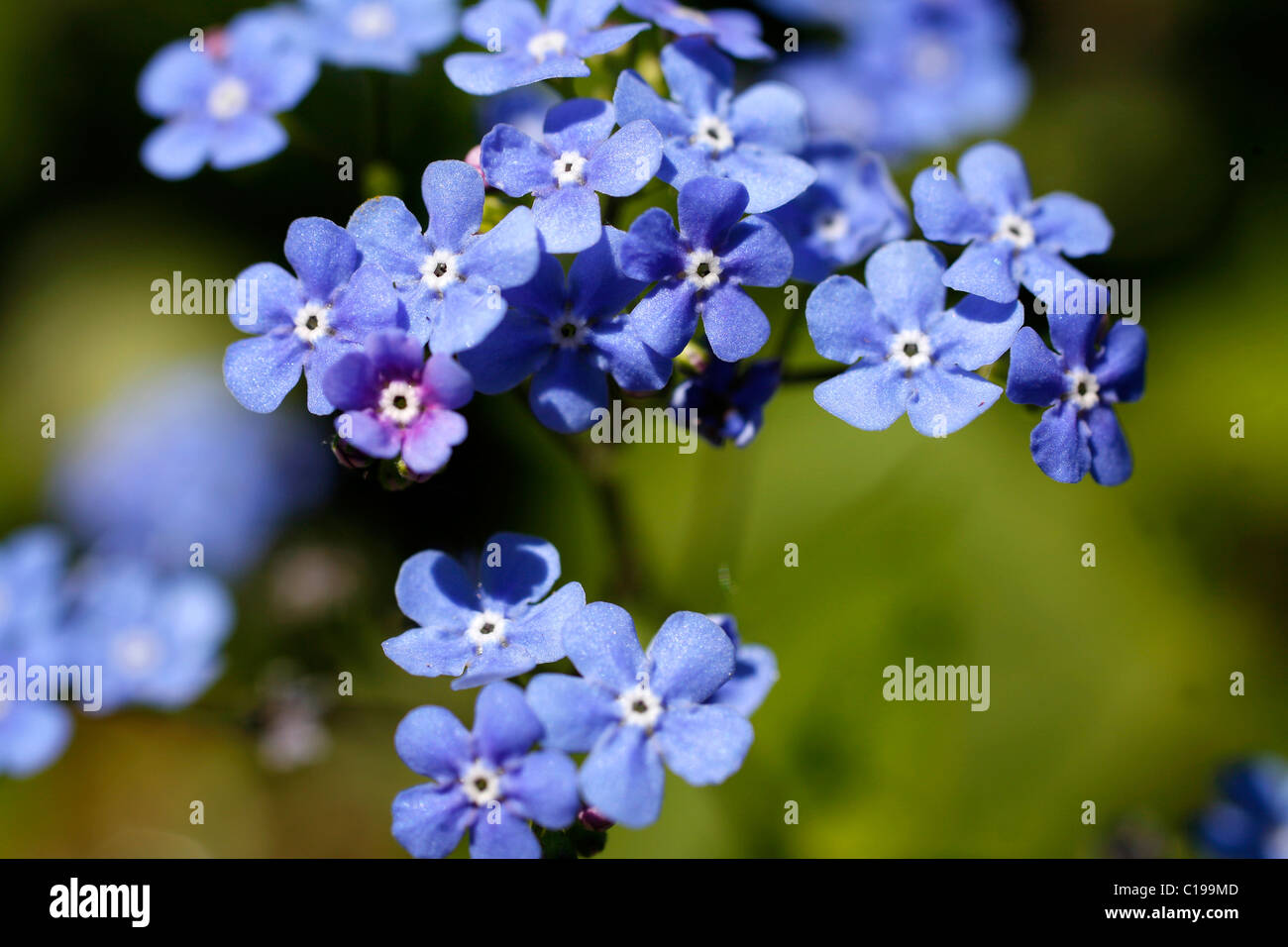 Flowering Forget-me-nots (Myosotis) Stock Photo