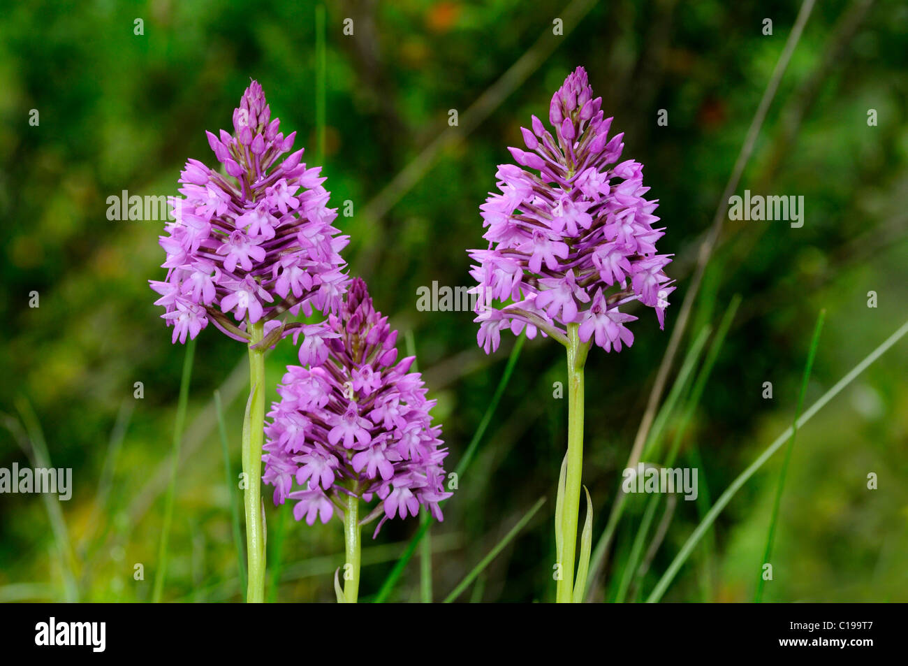 Pyramidal Orchid (Anacamptis pyramidalis) Stock Photo