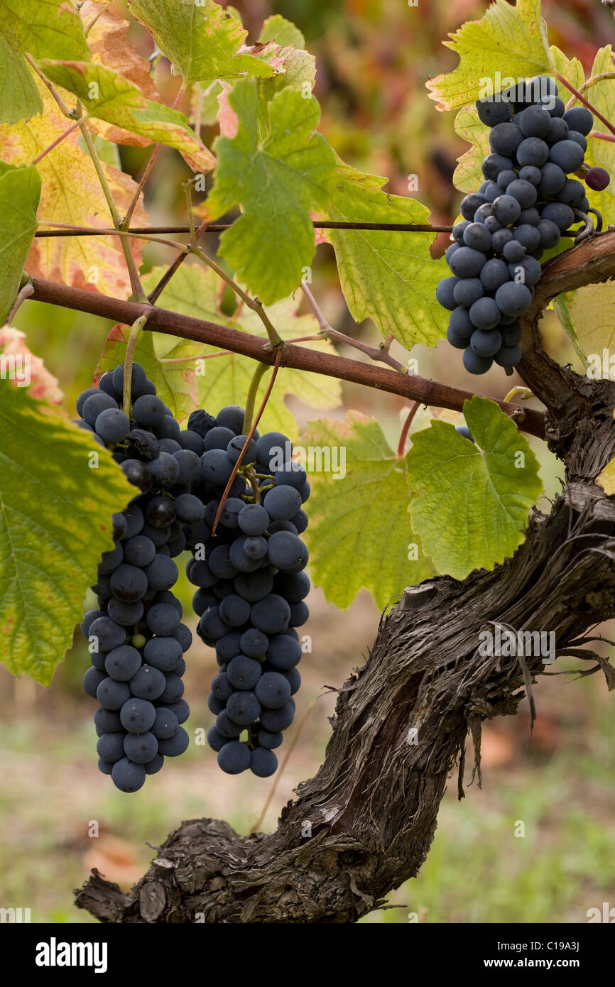 Touriga Nacional grapes, Carregal do Sal, Dão, Portugal, Europe Stock Photo