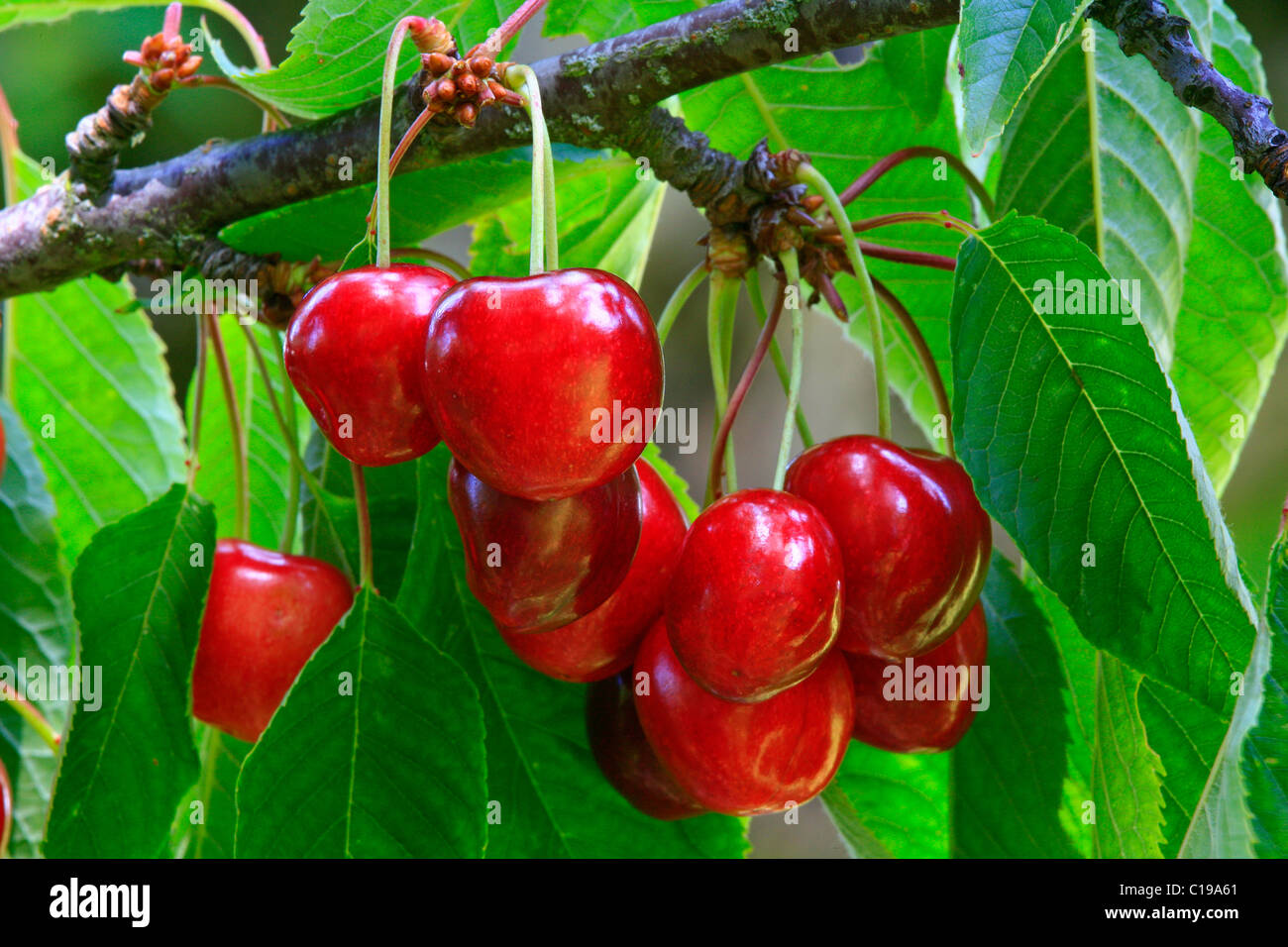 Ripe Sweet Cherries hanging from a tree Stock Photo