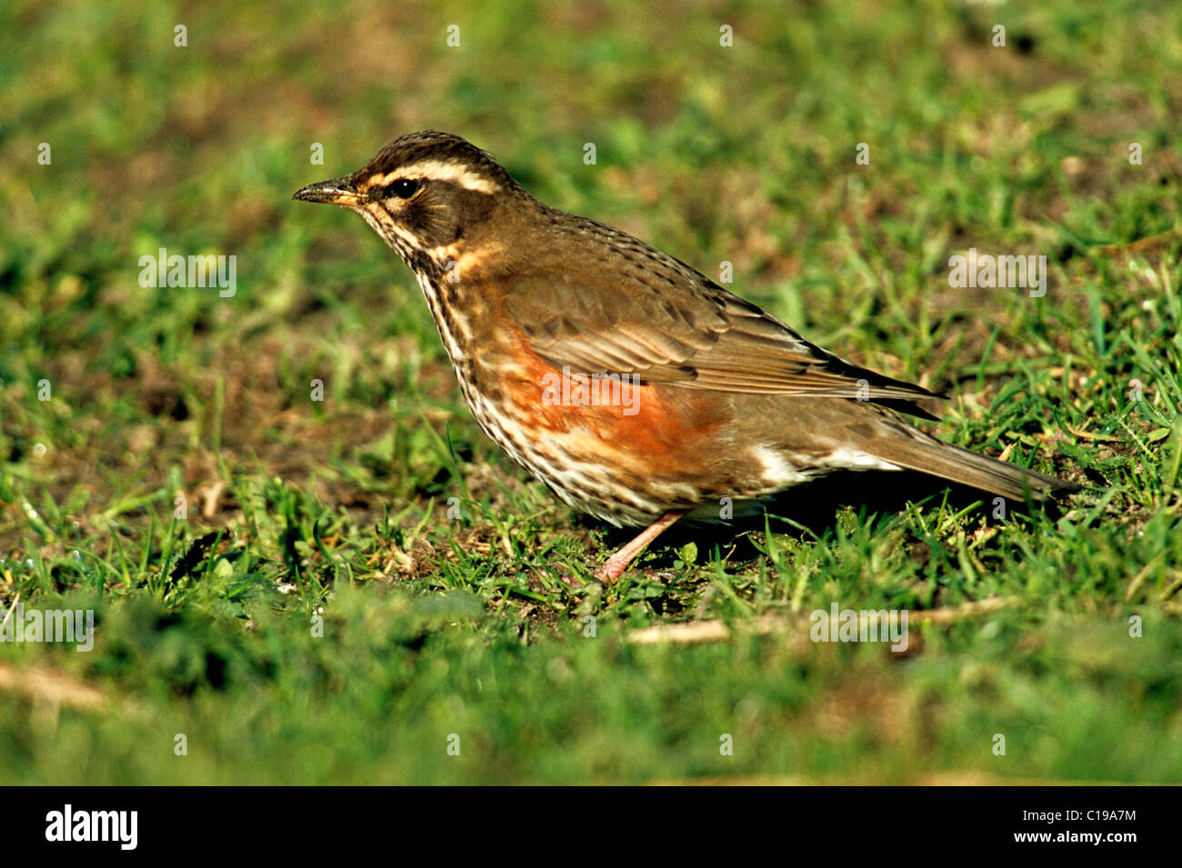 Redwing (Turdus iliacus) on a meadow in its wintering ground, Texel Island, Holland, The Netherlands, Europe Stock Photo