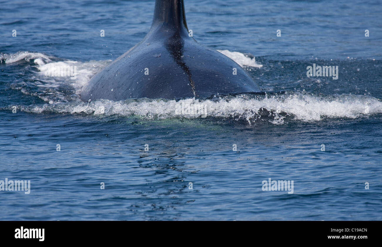 Male killer whale hi-res stock photography and images - Alamy