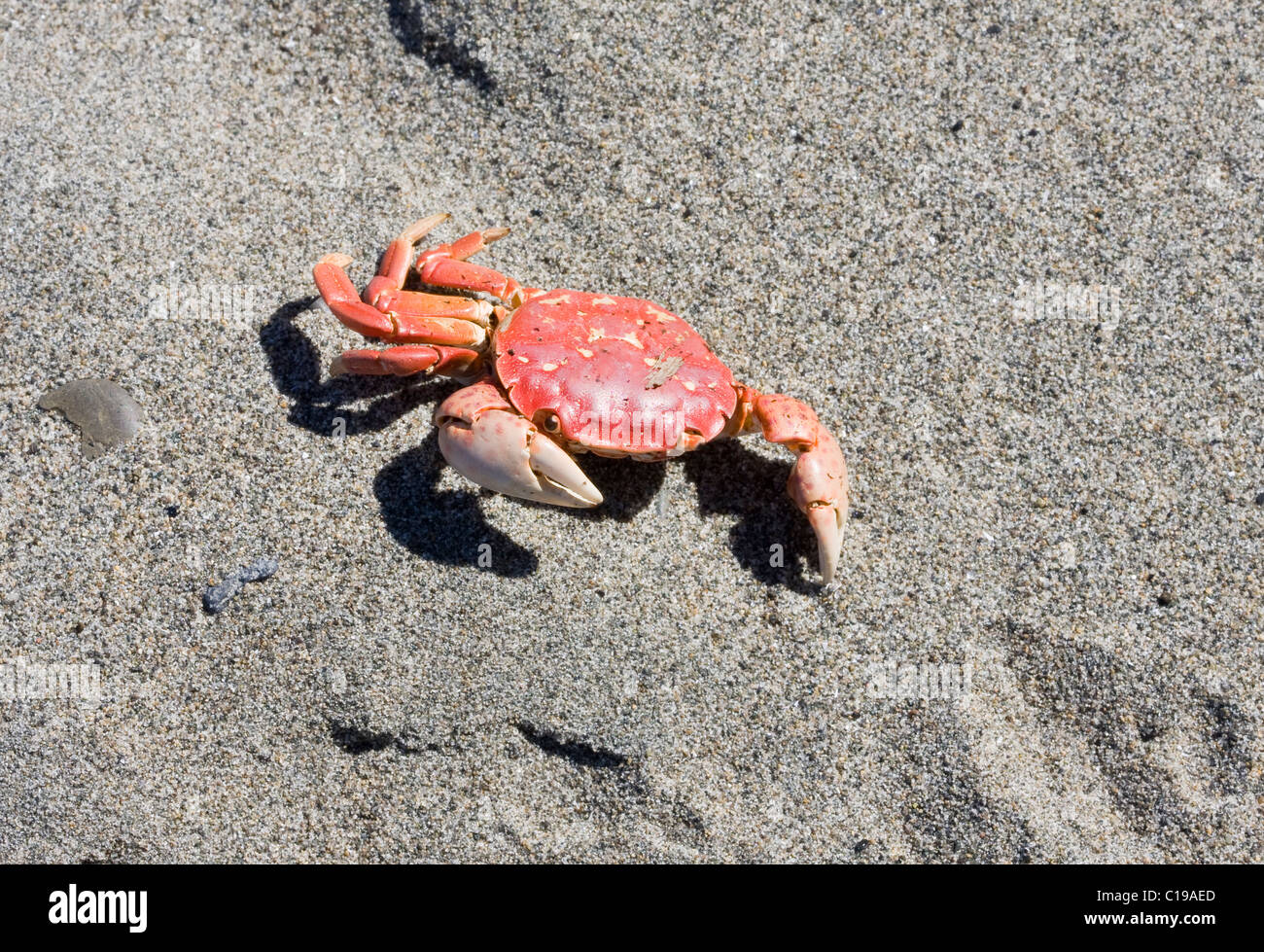 Small red rock crab with claw raised on a silver sand beach on Vancouver Island Canada Stock Photo