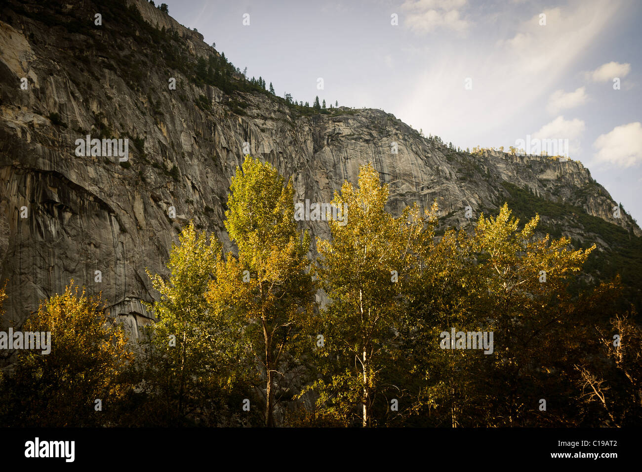 Tree Rising Up Trees rise up before the face of a cliff in Yosemite Valley Stock Photo ...
