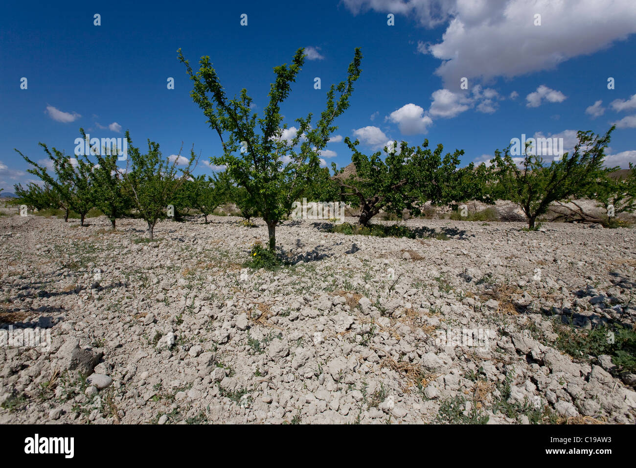 Plantation in dry farmland near Fortuna, Murcia Region, Spain, Europe Stock Photo