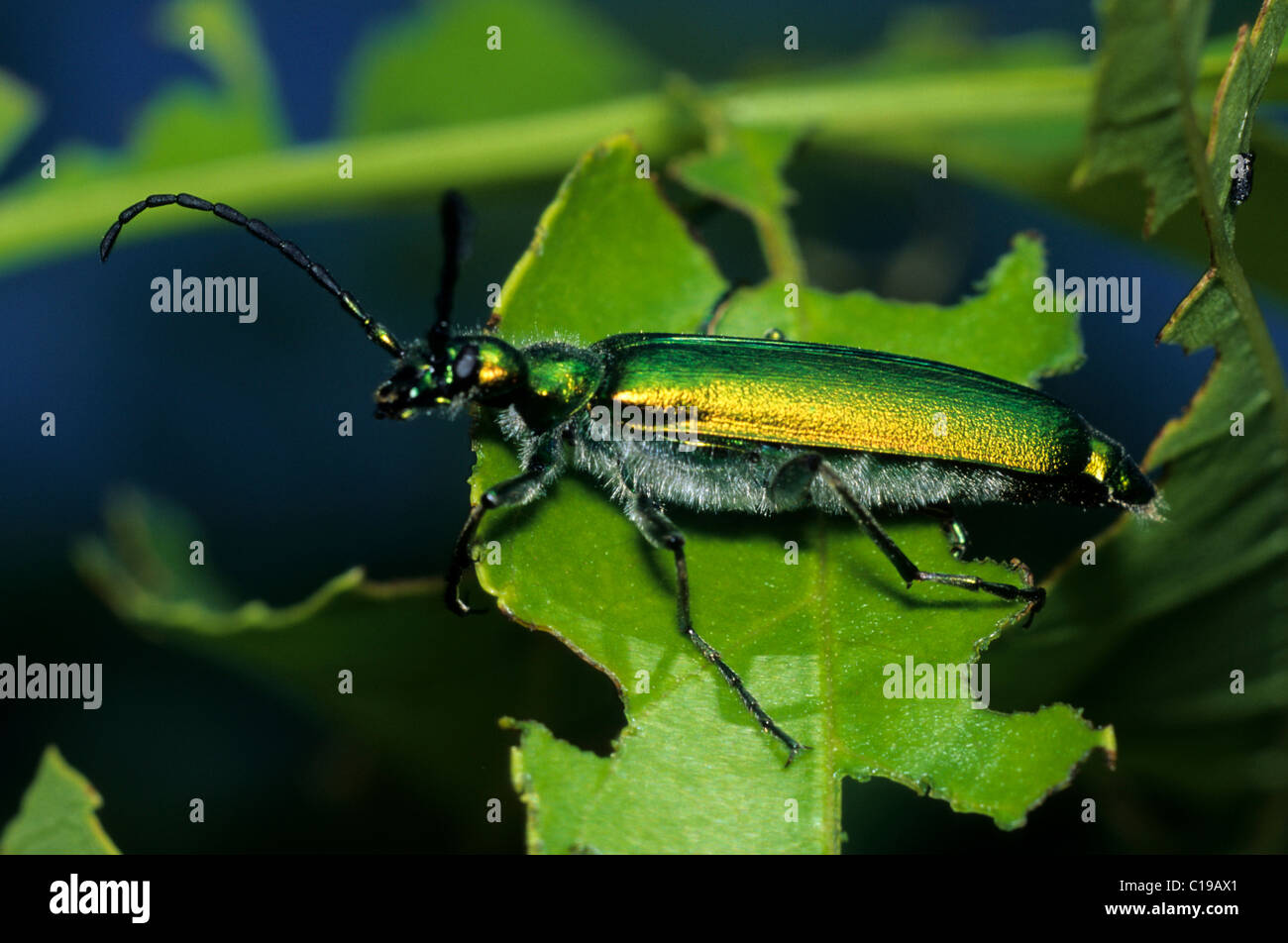Spanish fly hi-res stock photography images Alamy - and