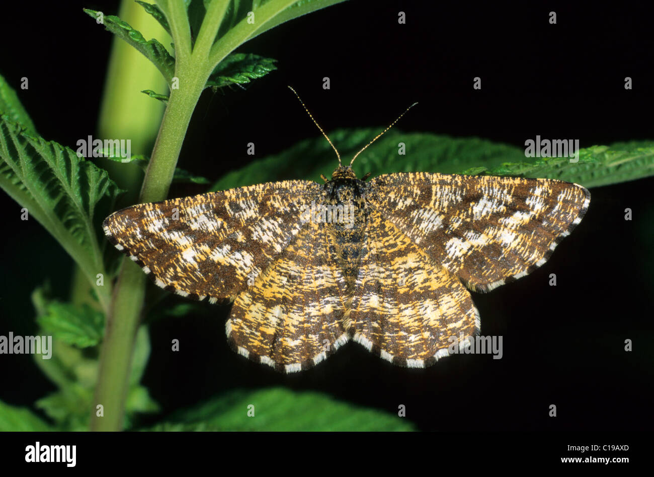 Common Heath Moth (Ematurga atomaria), female Stock Photo